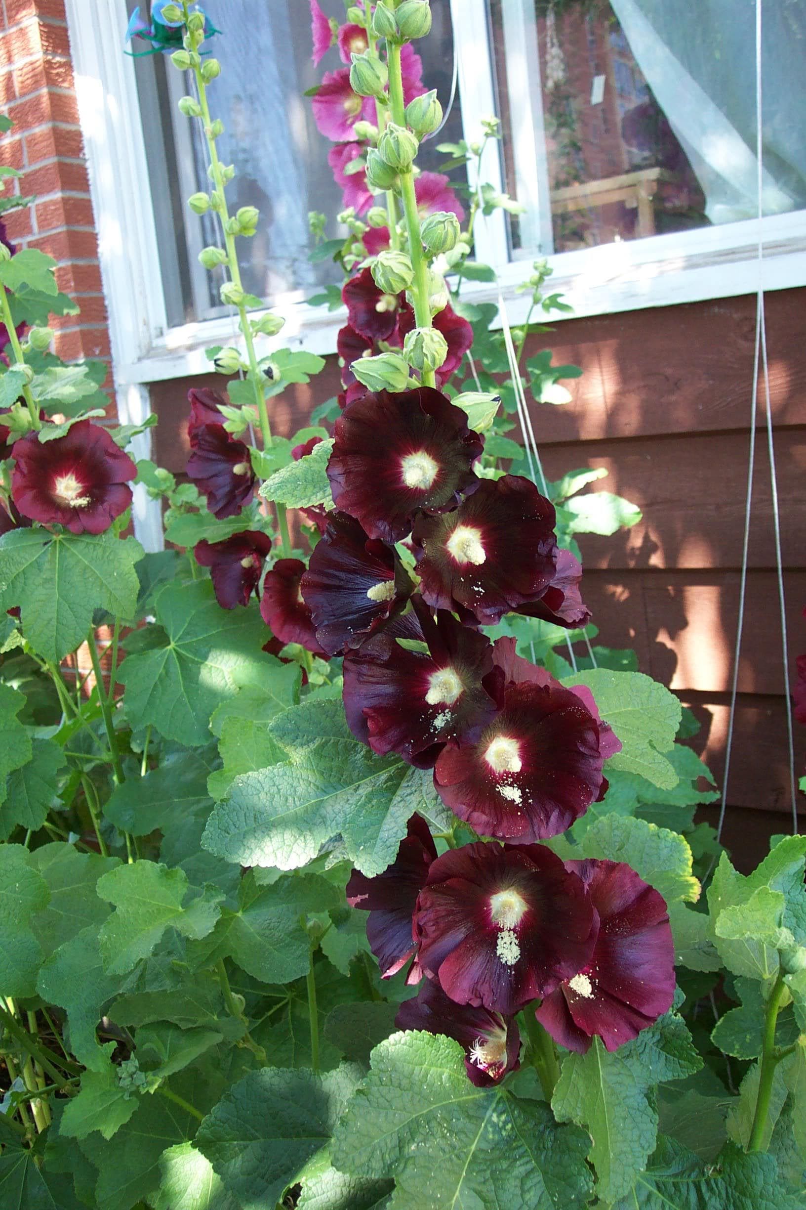 25 BURGUNDY RED HOLLYHOCK Alcea Rosea Flower Seeds Perennial - Image 4
