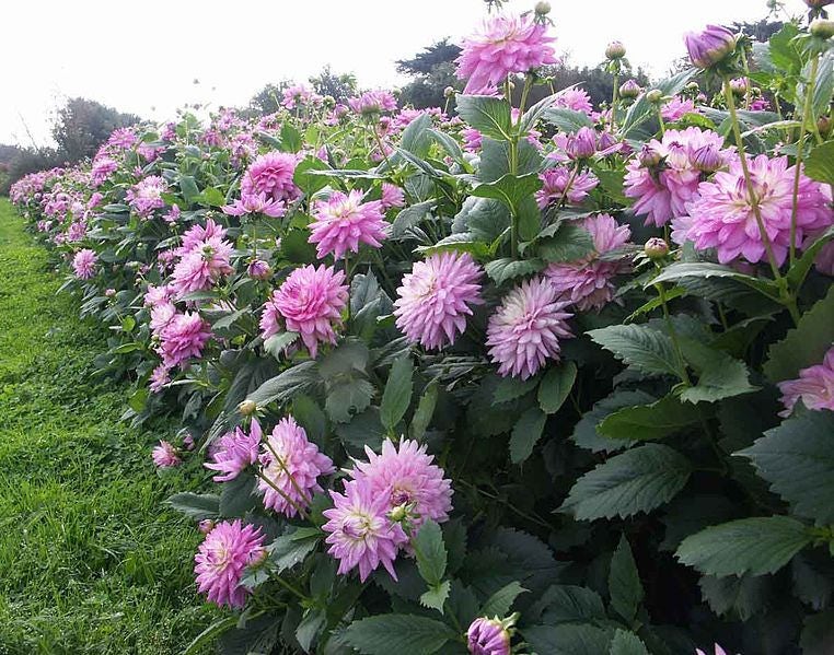 25 CACTUS DOUBLE DAHLIA Mix Variabilis Mixed Colors Hummingbird Flower Seeds - Image 2