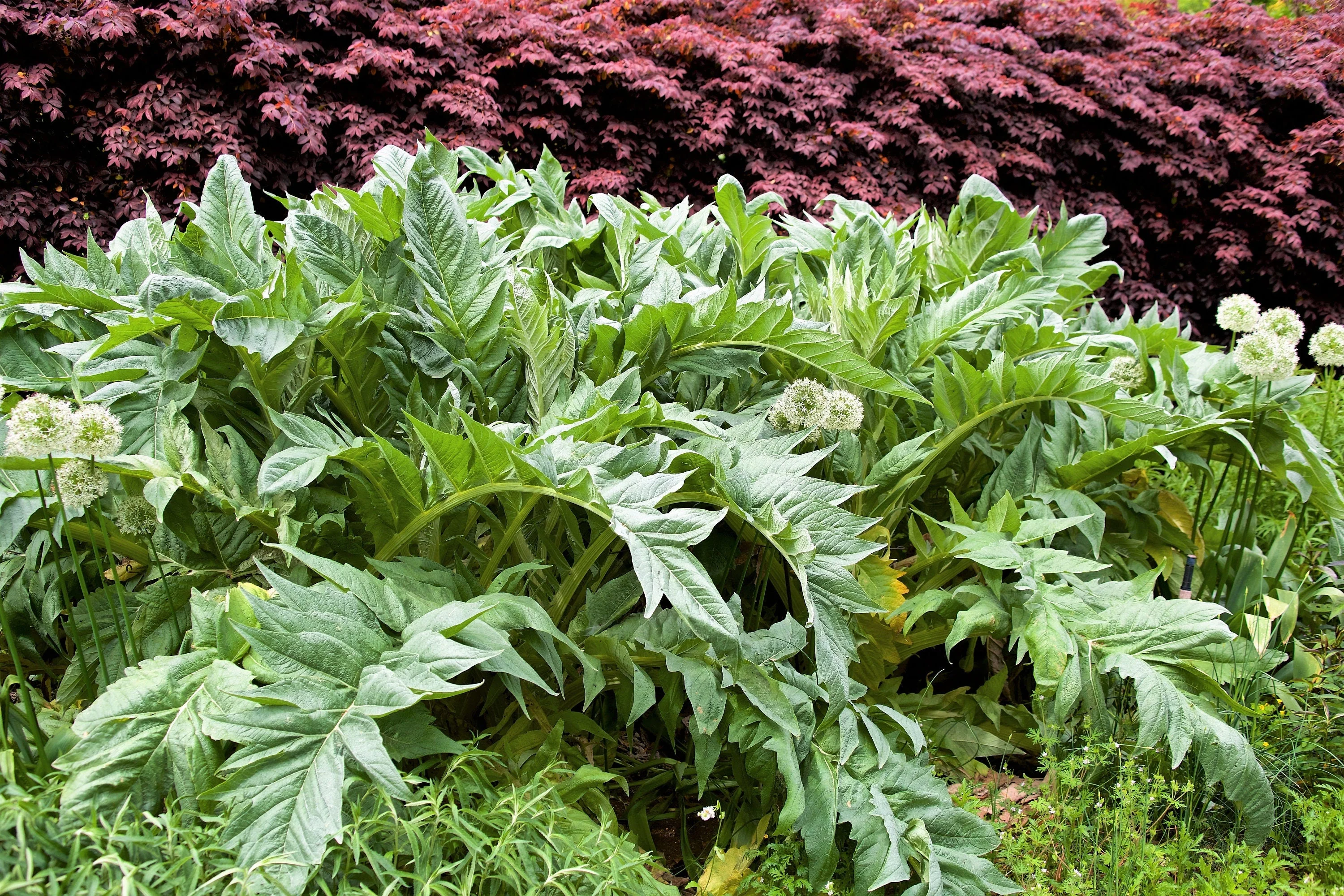 25 CARDOON Cynara Cardunculus aka Artichoke Thistle Perennial Edible Vegetable Seeds - Image 3