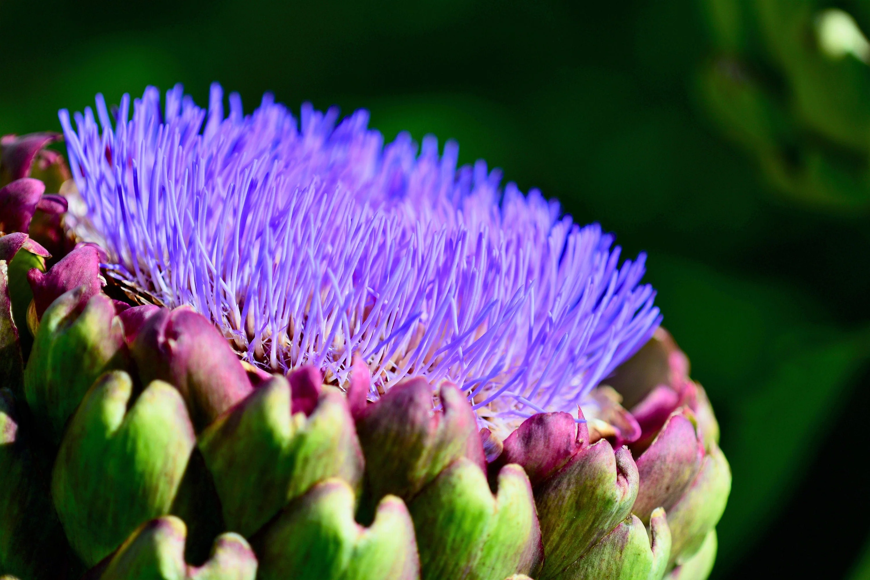 25 CARDOON Cynara Cardunculus aka Artichoke Thistle Perennial Edible Vegetable Seeds - Image 5
