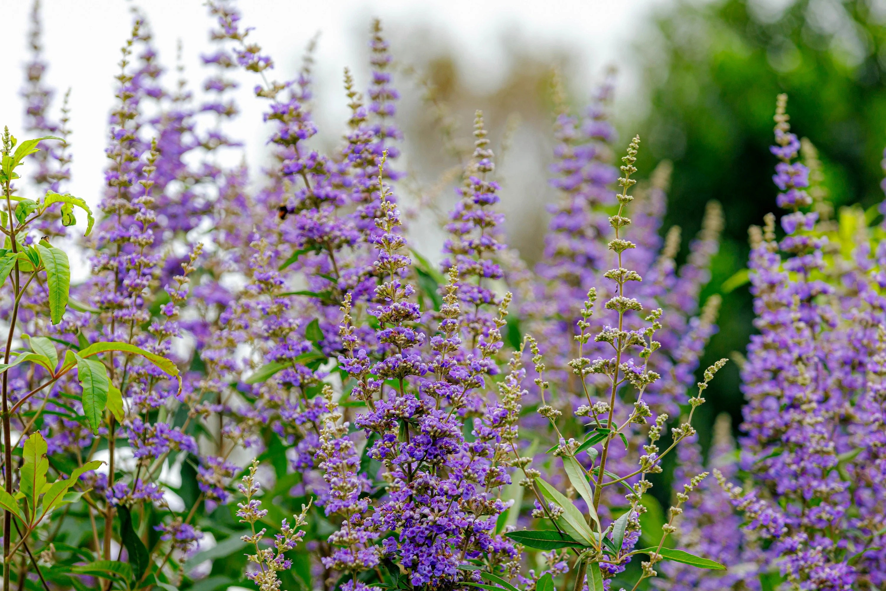 25 CHASTE BERRY TREE Vitex Agnus Castus Monk's Pepper Purple Fragrant Flower Seeds - Image 2