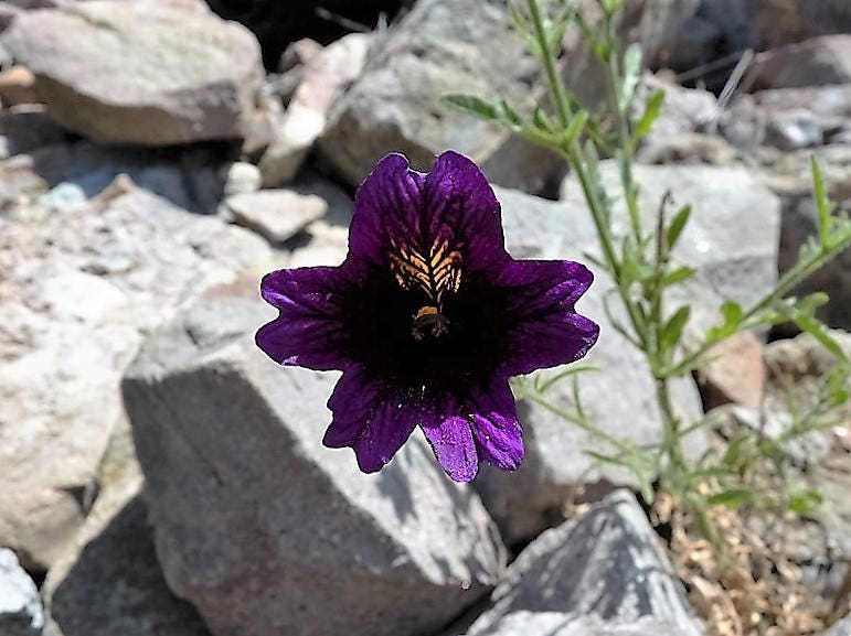 25 Chilean BLACK PAINTED TONGUE Salpiglossis Sinuata Paisley Flower Seeds - Image 3