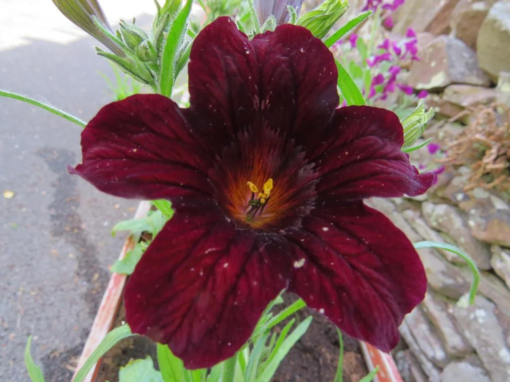 25 Chilean BLACK PAINTED TONGUE Salpiglossis Sinuata Paisley Flower Seeds - Image 5