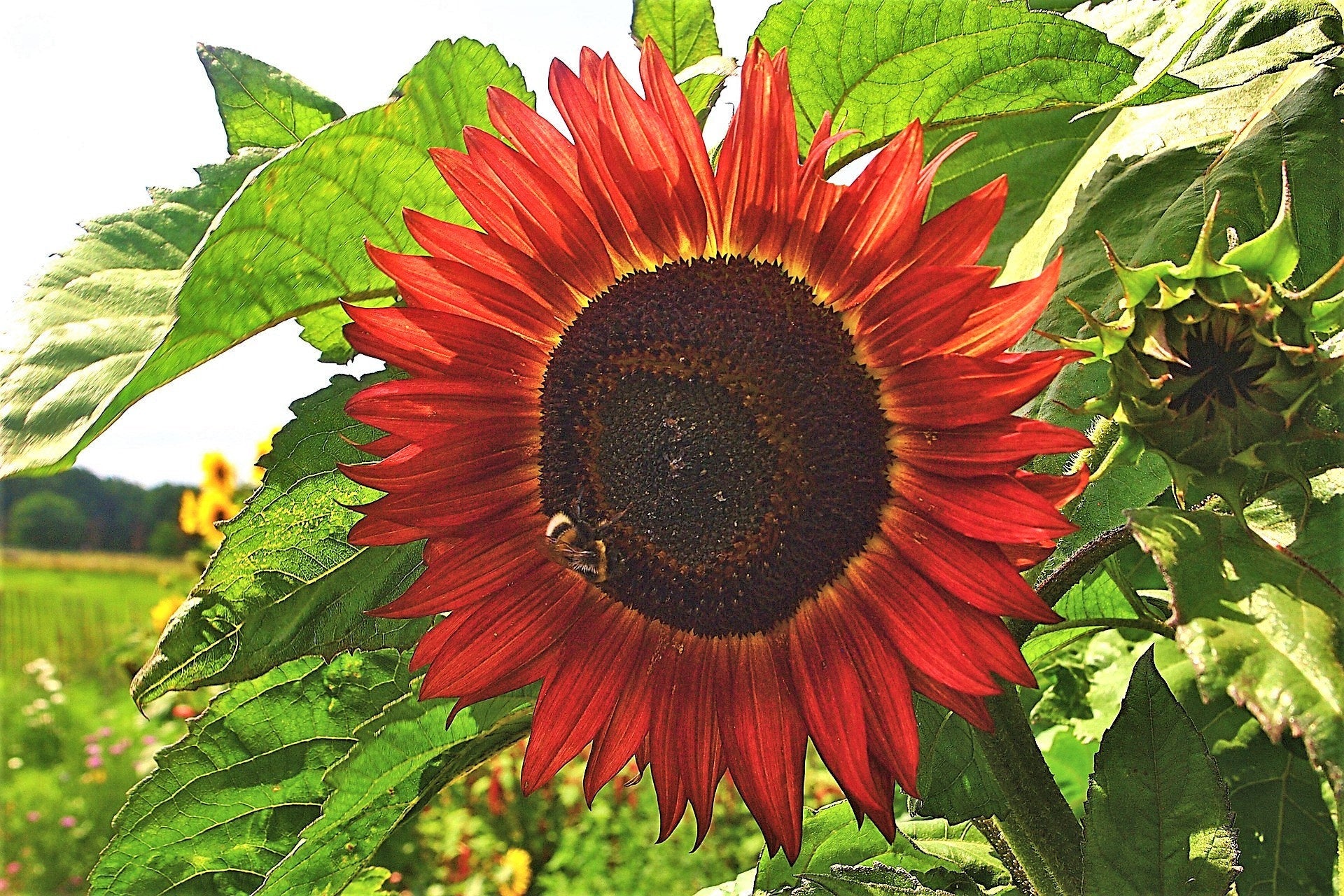 25 CHOCOLATE CHERRY SUNFLOWER Helianthus Annuus Red & Brown Flower Seeds - Image 5