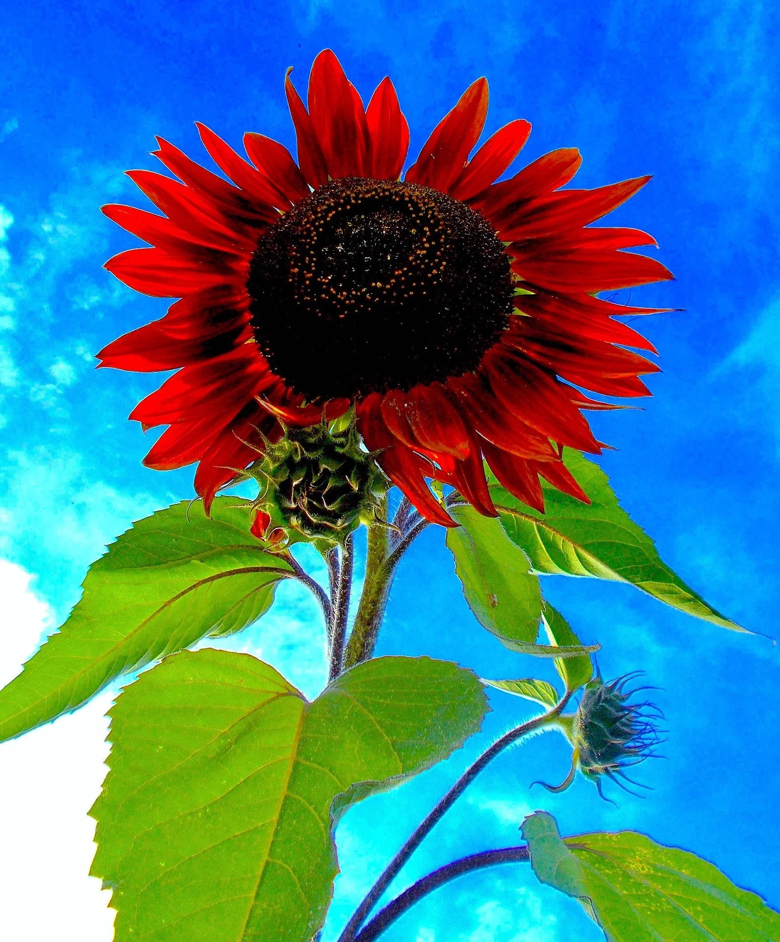25 CHOCOLATE CHERRY SUNFLOWER Helianthus Annuus Red & Brown Flower Seeds - Image 7