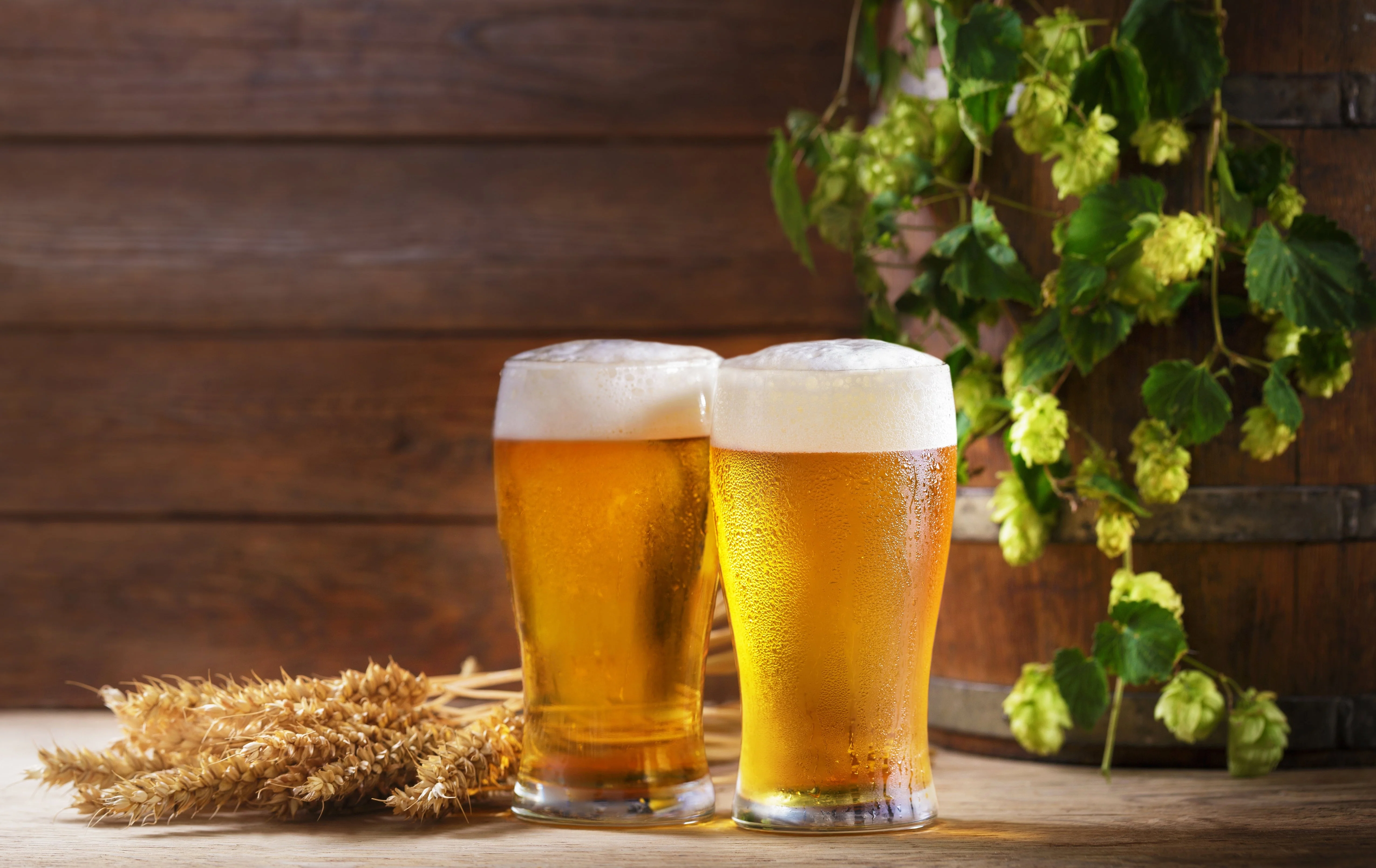 25 COMMON HOPS European Humulus Lupulus Vine Seeds Beer Making Ingredient Seeds - Image 10