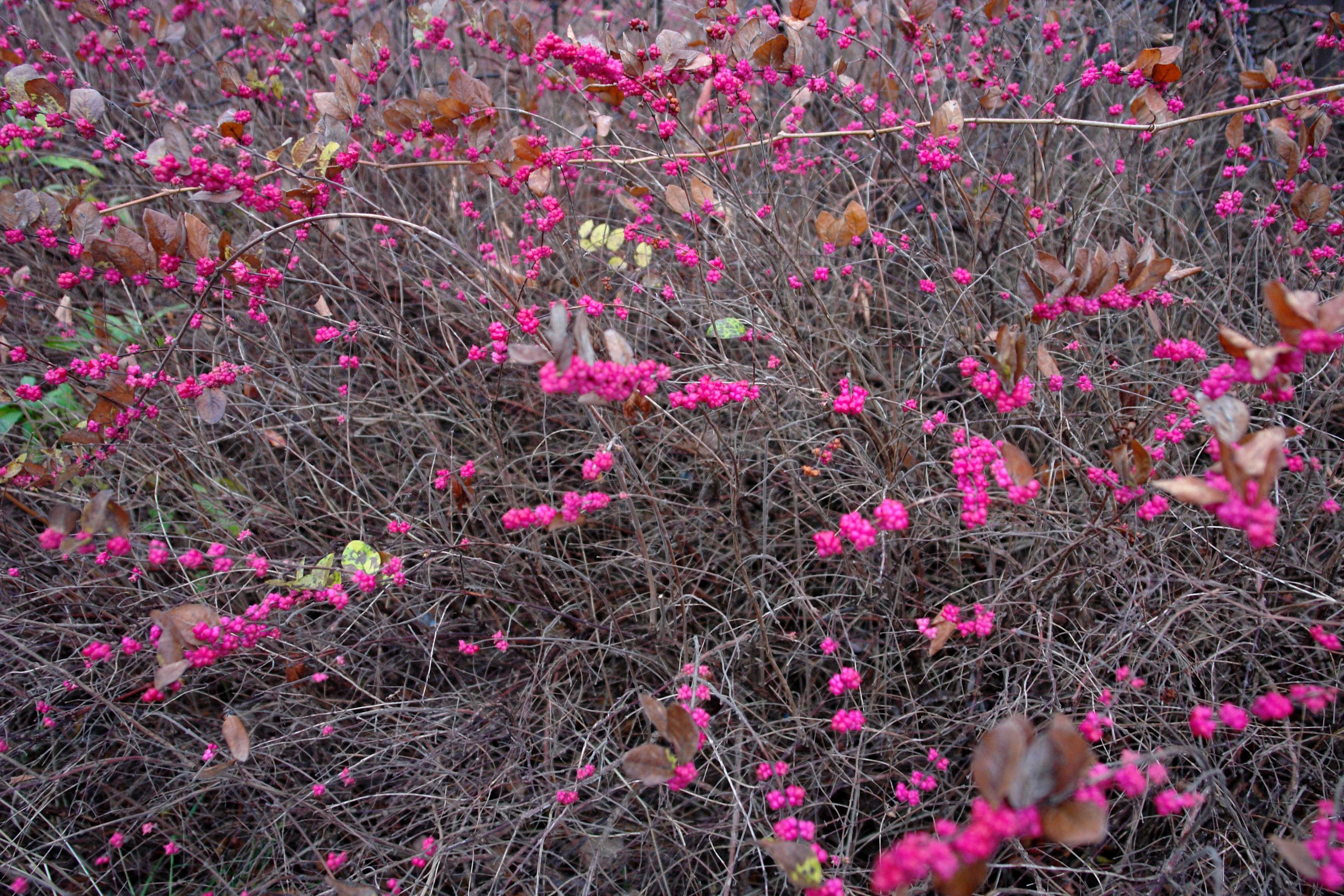 25 CORALBERRY Shrub Flower Pink Indian Currant Symphoricarpos Orbiculatus Seeds - Image 11