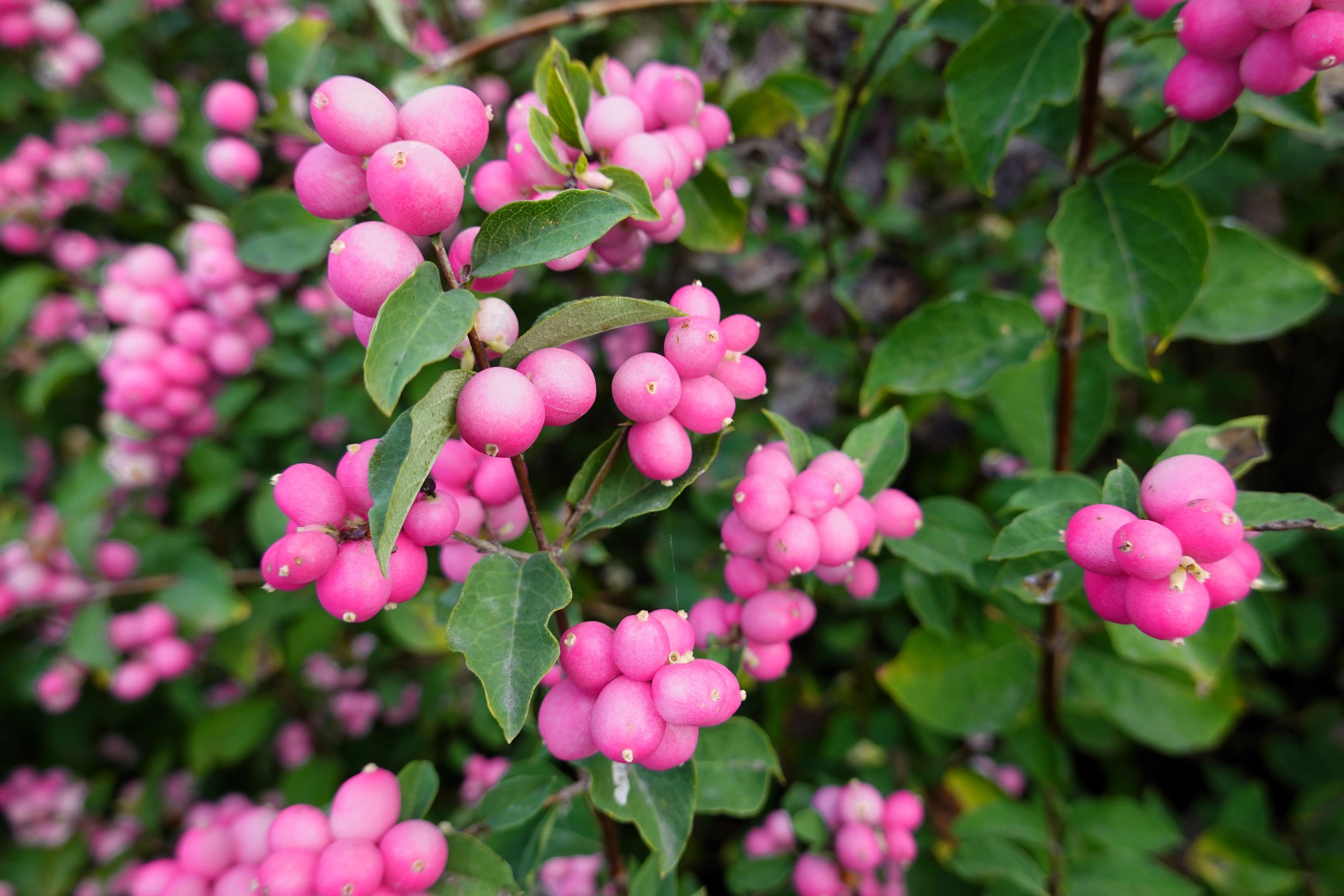 25 CORALBERRY Shrub Flower Pink Indian Currant Symphoricarpos Orbiculatus Seeds - Image 4