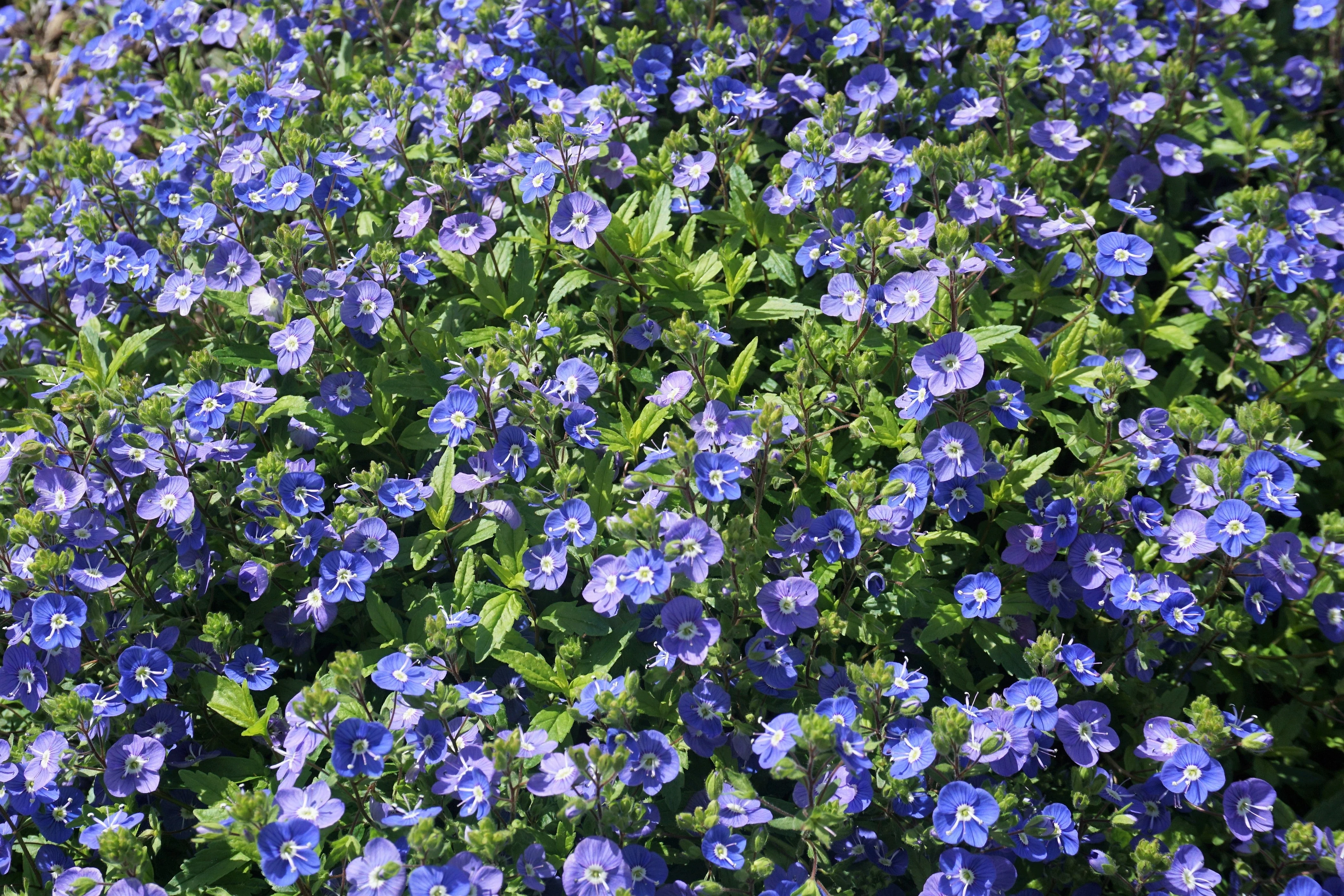25 CREEPING BLUE SPEEDWELL Veronica Repens Groundcover Flower Seeds - Image 4