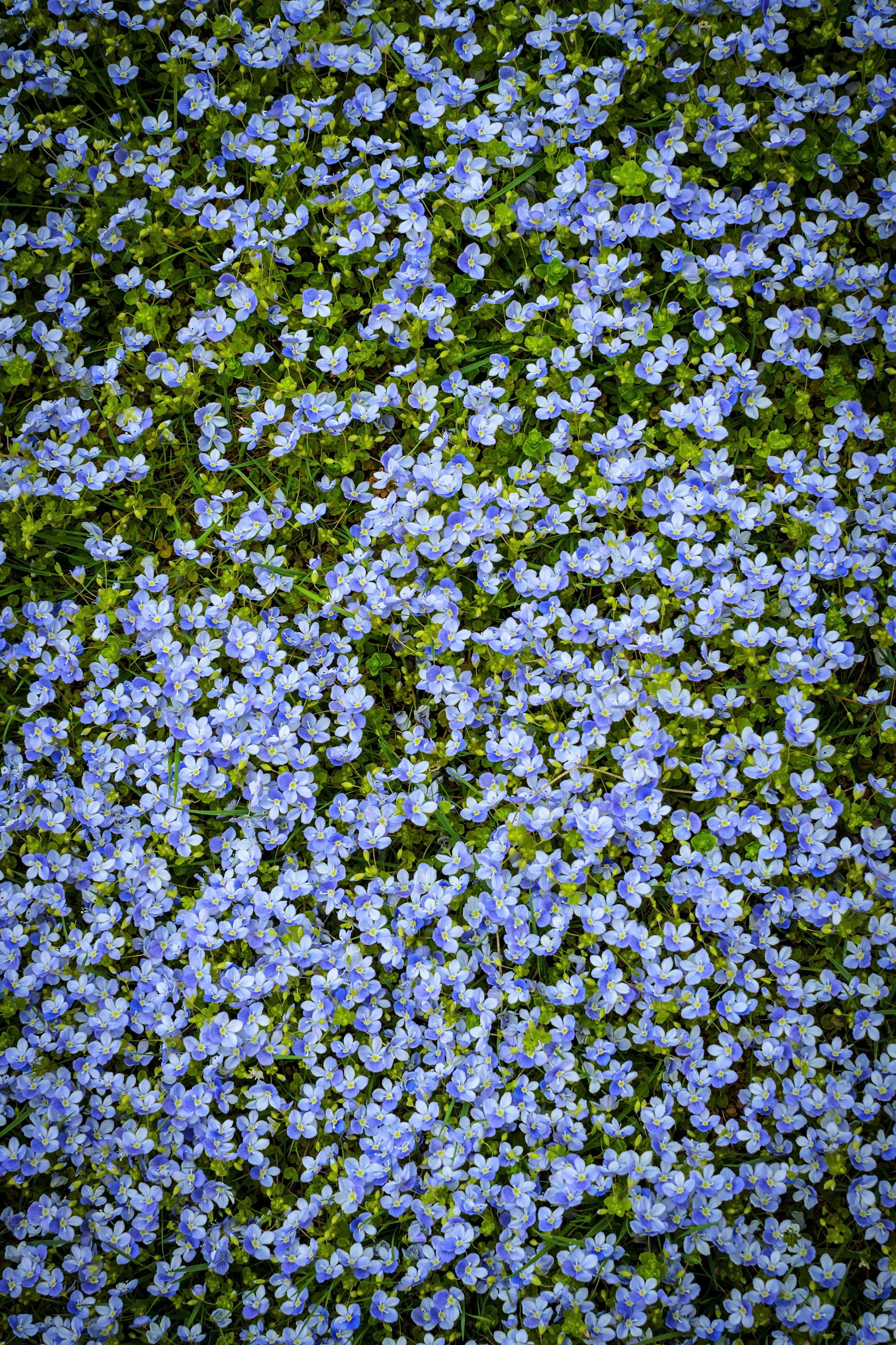 25 CREEPING BLUE SPEEDWELL Veronica Repens Groundcover Flower Seeds - Image 7
