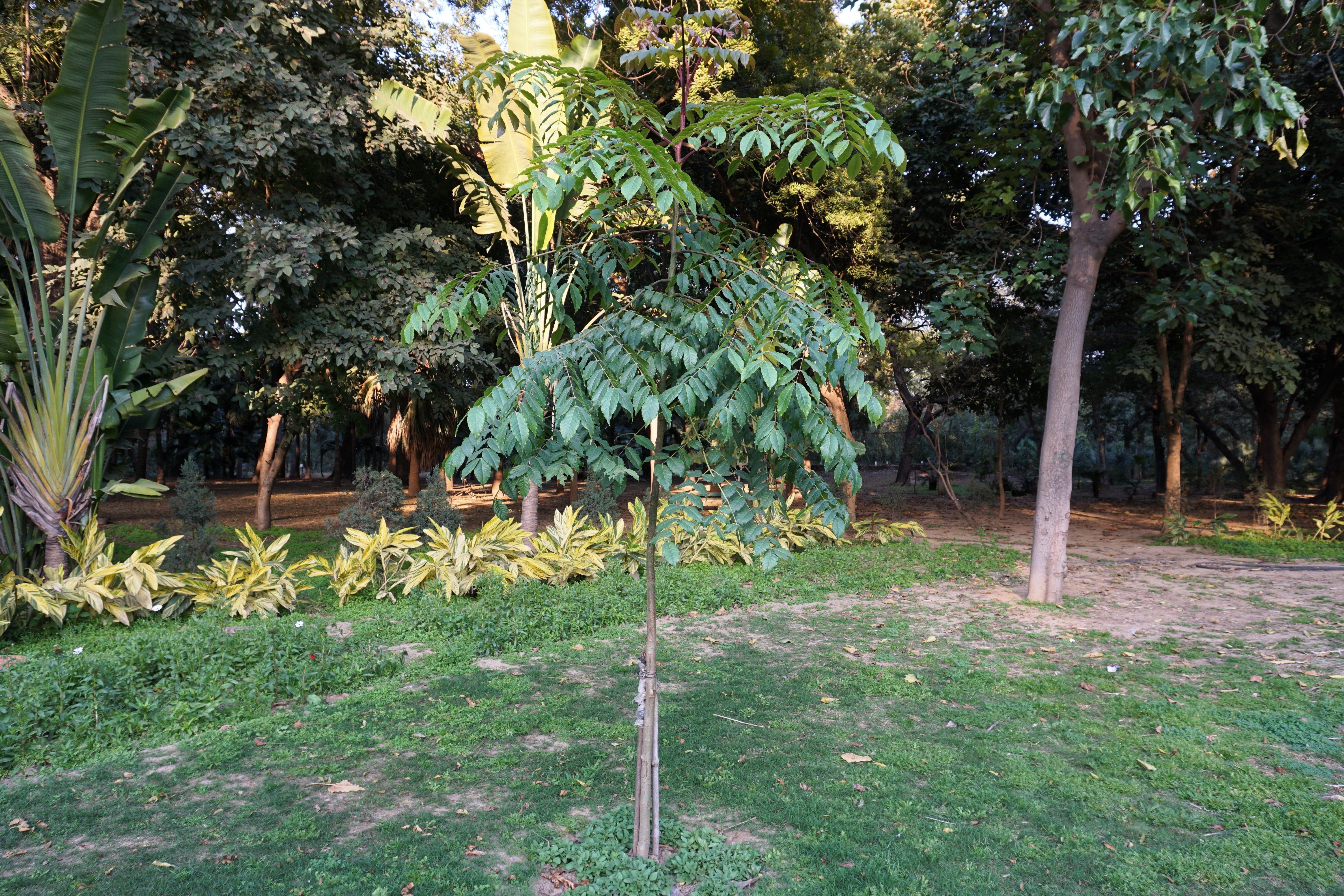25 DEVIL'S WALKINGSTICK Shrub Flower Prickly Ash Elder Aralia Spinosa Seeds - Image 6