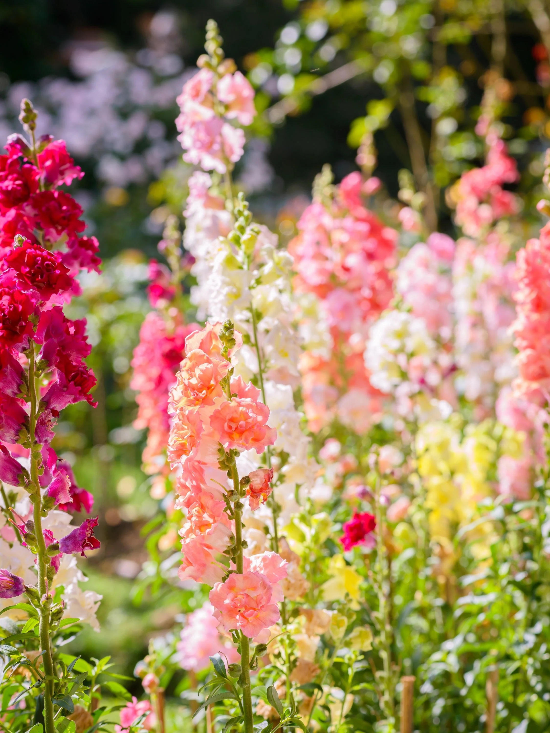 25 Double MADAME BUTTERFLY SNAPDRAGON Mixed Colors Antirrhinum Majus Flower Seeds - Image 4