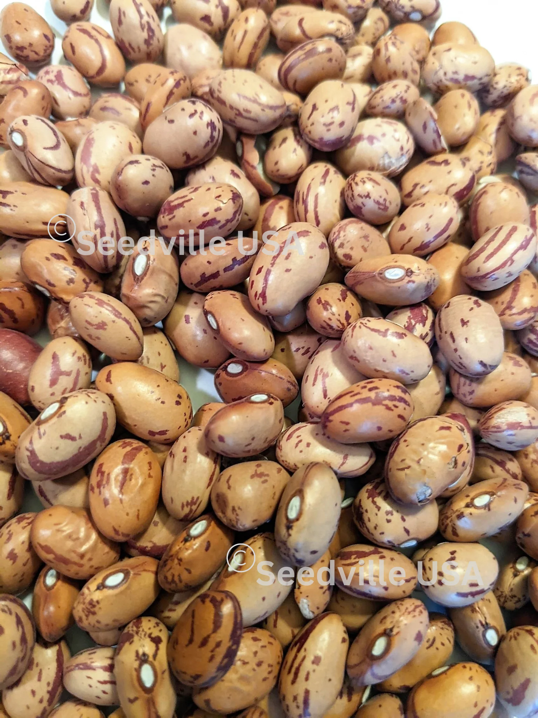 25 DWARF HORTICULTURE BEAN Taylor Long French Phaseolus Vulgaris Vegetable Seeds - Image 10