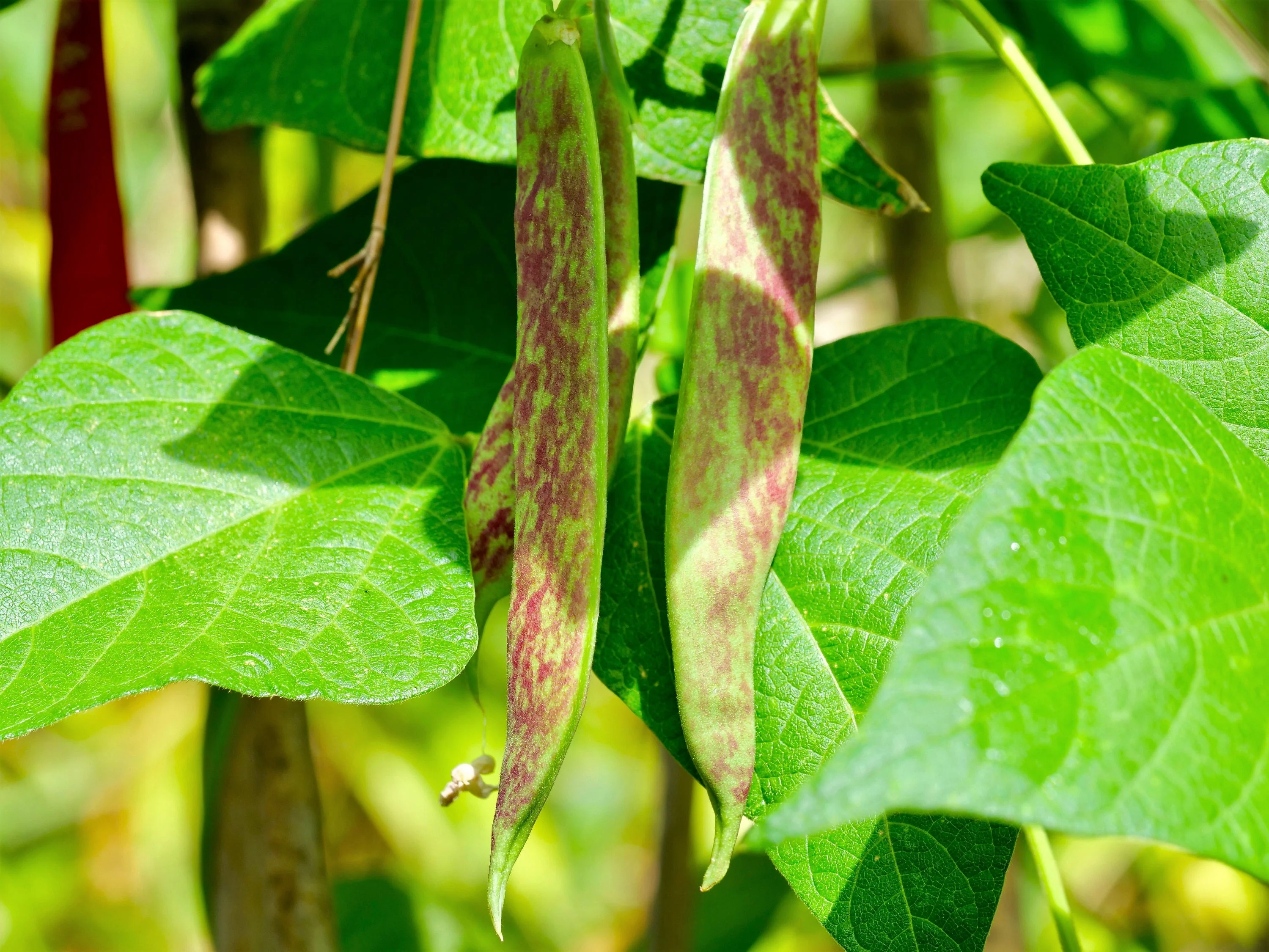 25 DWARF HORTICULTURE BEAN Taylor Long French Phaseolus Vulgaris Vegetable Seeds - Image 8