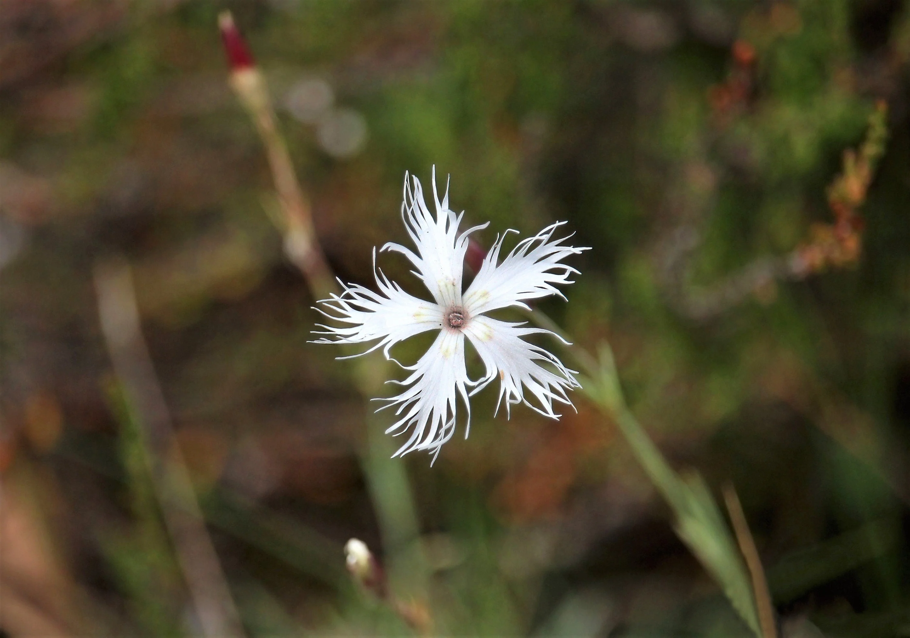 25 Dwarf LITTLE MAIDEN DIANTHUS Arenarius f. Nanus Fragrant White Flower Seeds - Image 6