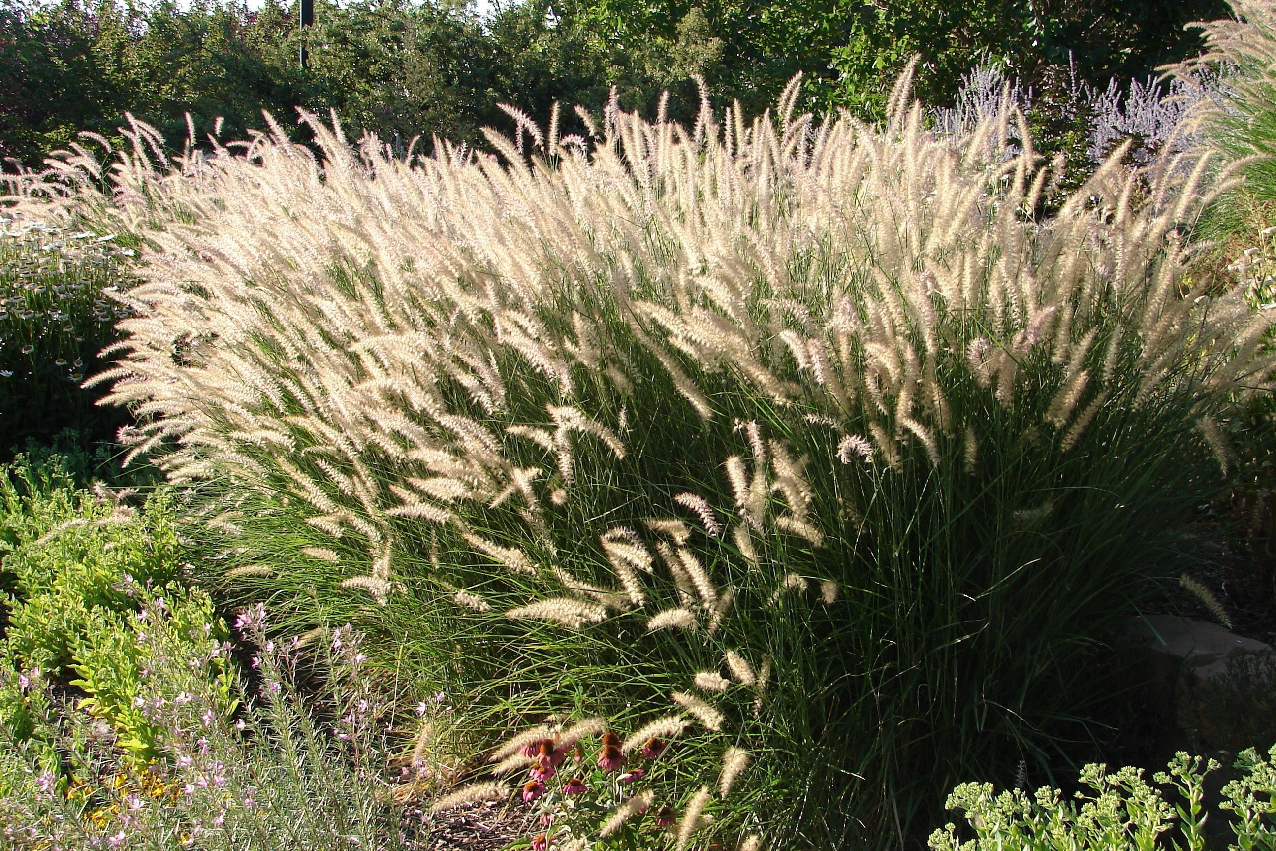 25 Dwarf Purple CHINESE FOUNTAIN GRASS Pennisetum Alopecuroides Hardy Ornamental Seeds - Image 11