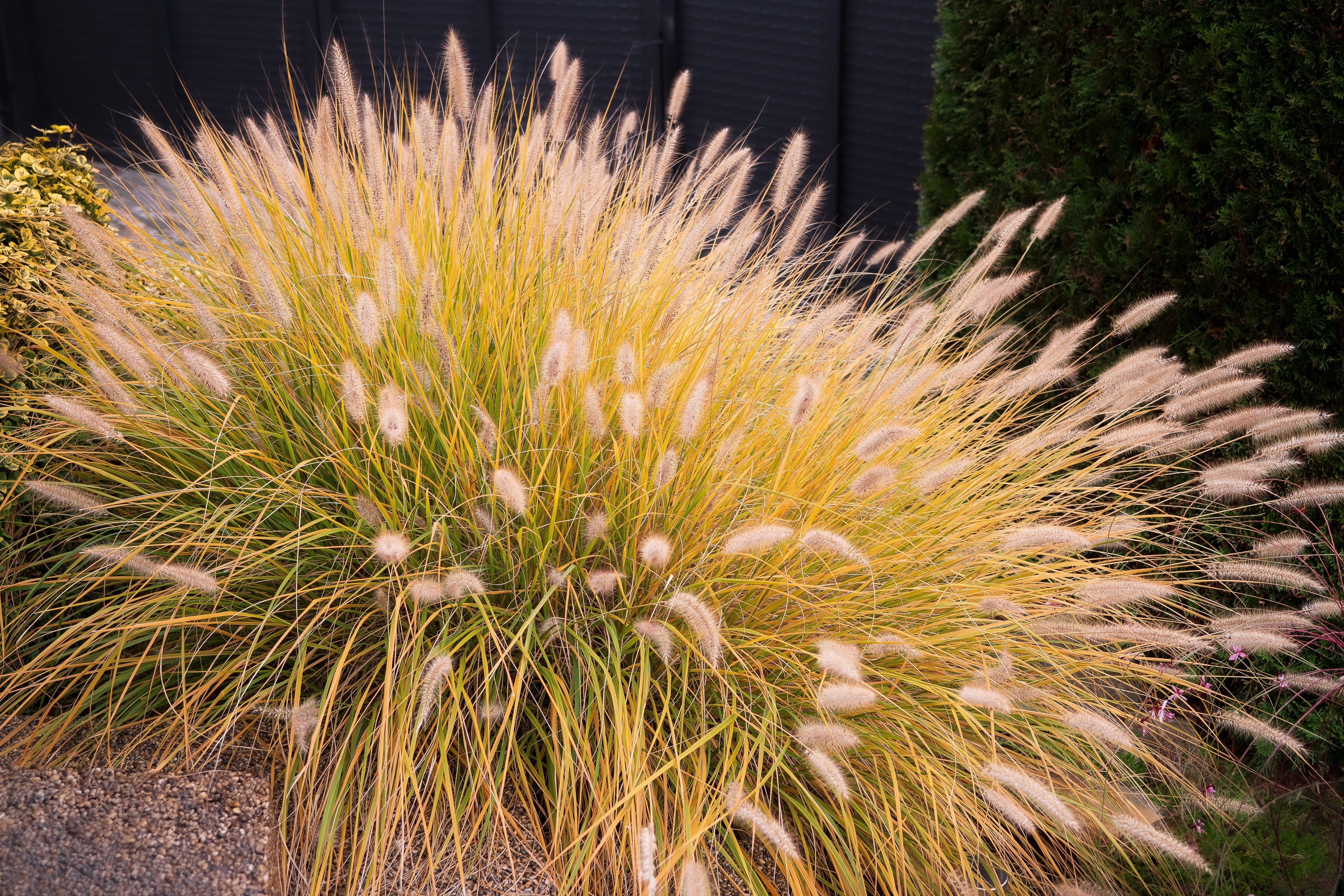 25 Dwarf Purple CHINESE FOUNTAIN GRASS Pennisetum Alopecuroides Hardy Ornamental Seeds - Image 13