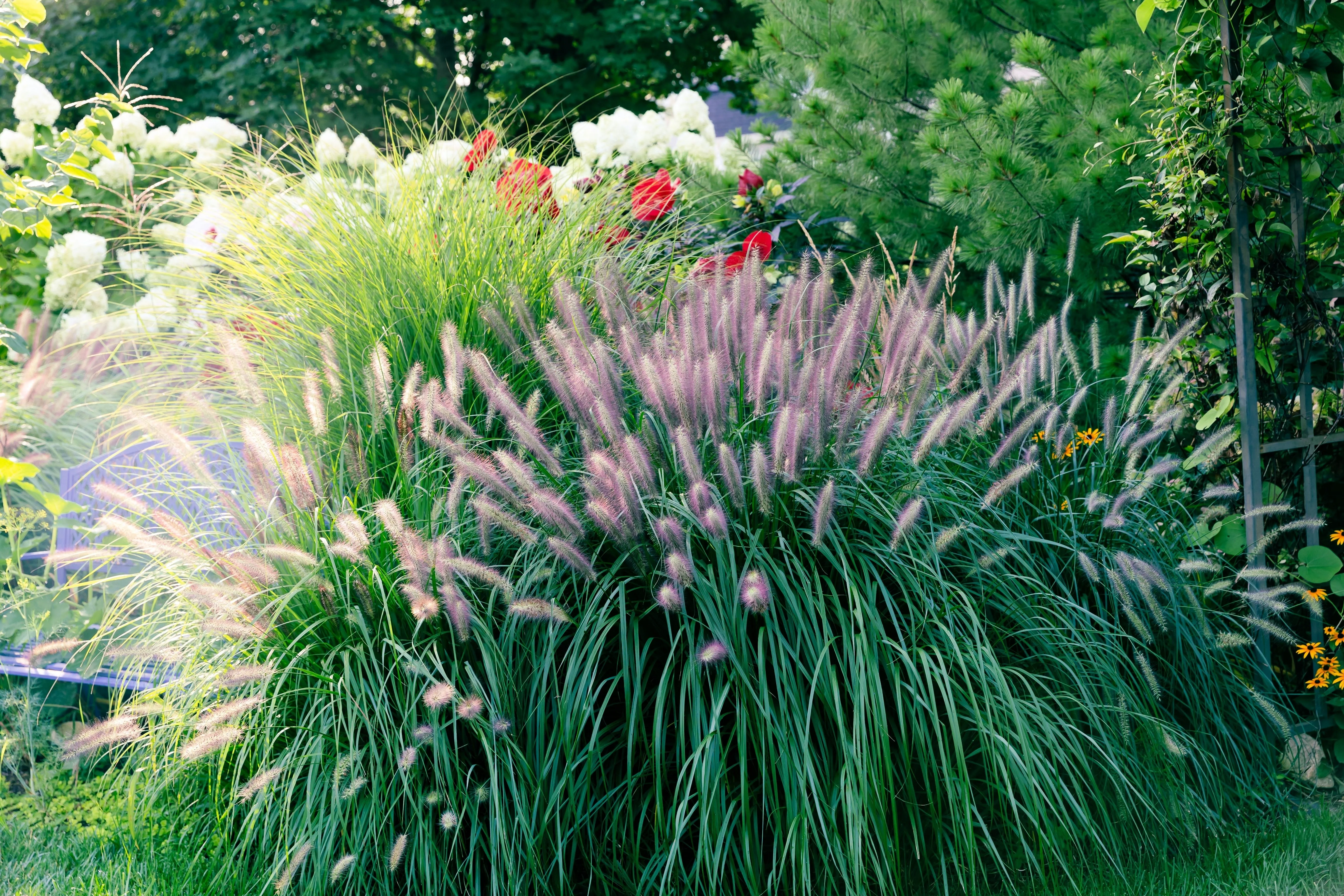 25 Dwarf Purple CHINESE FOUNTAIN GRASS Pennisetum Alopecuroides Hardy Ornamental Seeds - Image 5