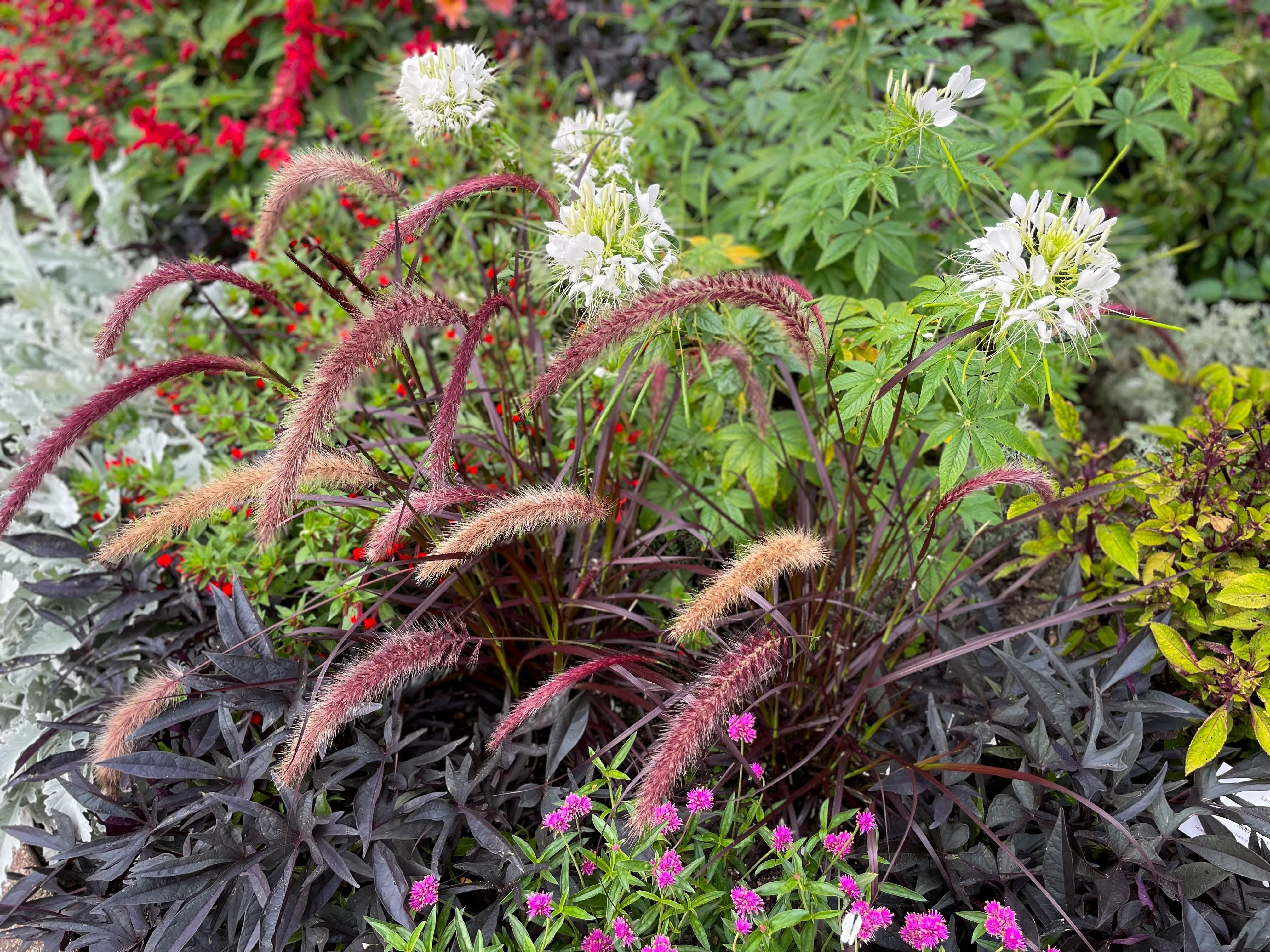 25 Dwarf Purple CHINESE FOUNTAIN GRASS Pennisetum Alopecuroides Hardy Ornamental Seeds - Image 7