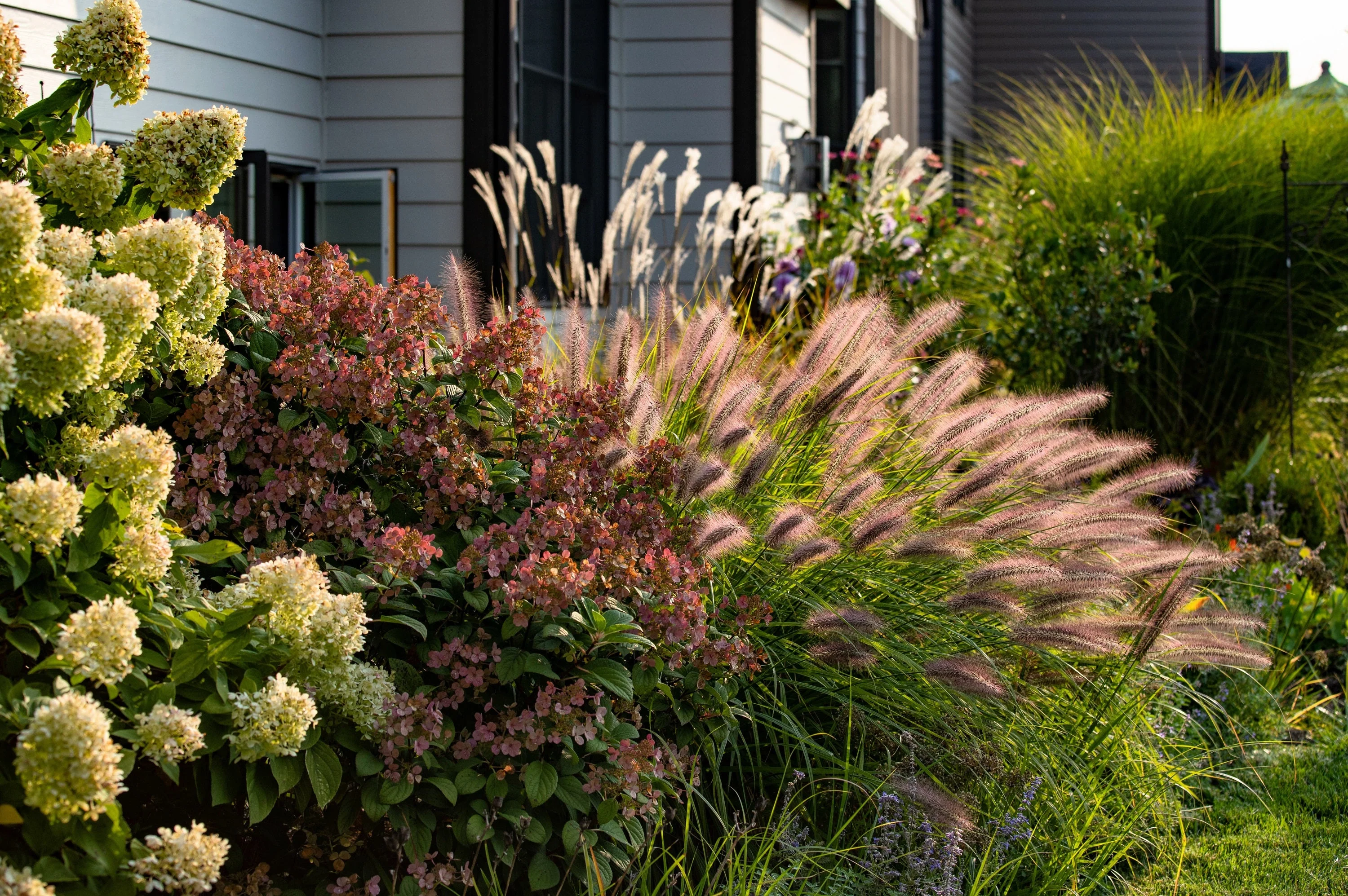 25 Dwarf Purple CHINESE FOUNTAIN GRASS Pennisetum Alopecuroides Hardy Ornamental Seeds - Image 8