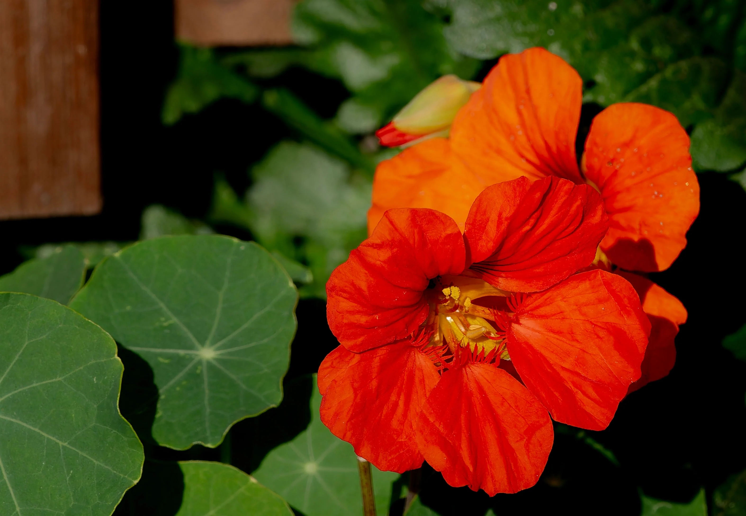 25 Dwarf RED EMPRESS NASTURTIUM Tropaeolum Nanum Hummingbird Flower Seeds - Image 10