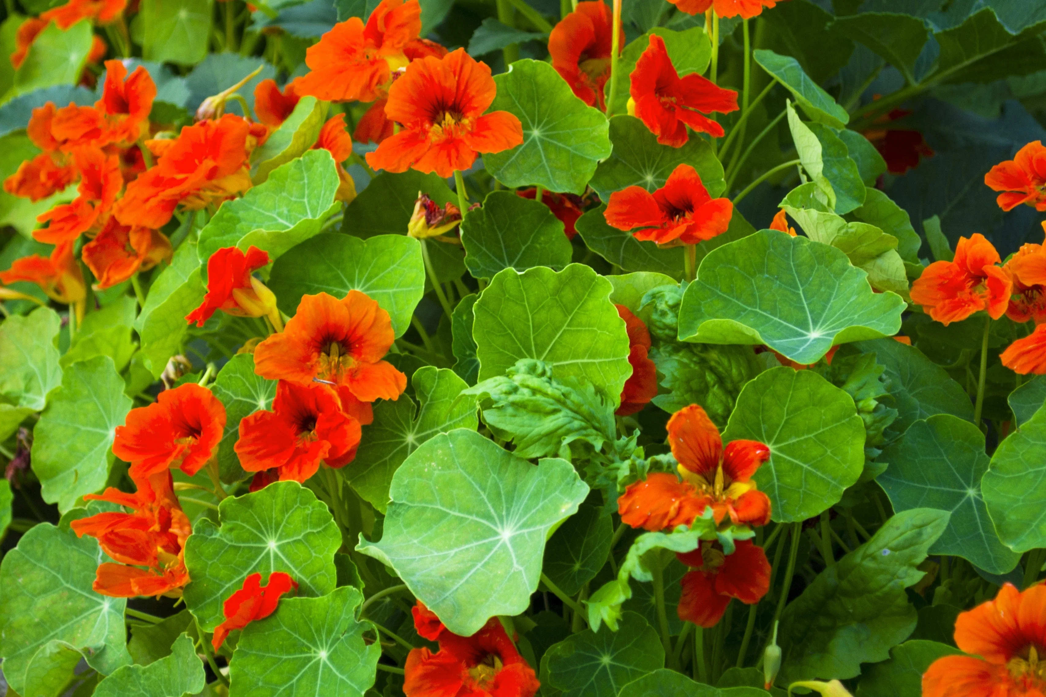 25 Dwarf RED EMPRESS NASTURTIUM Tropaeolum Nanum Hummingbird Flower Seeds - Image 3