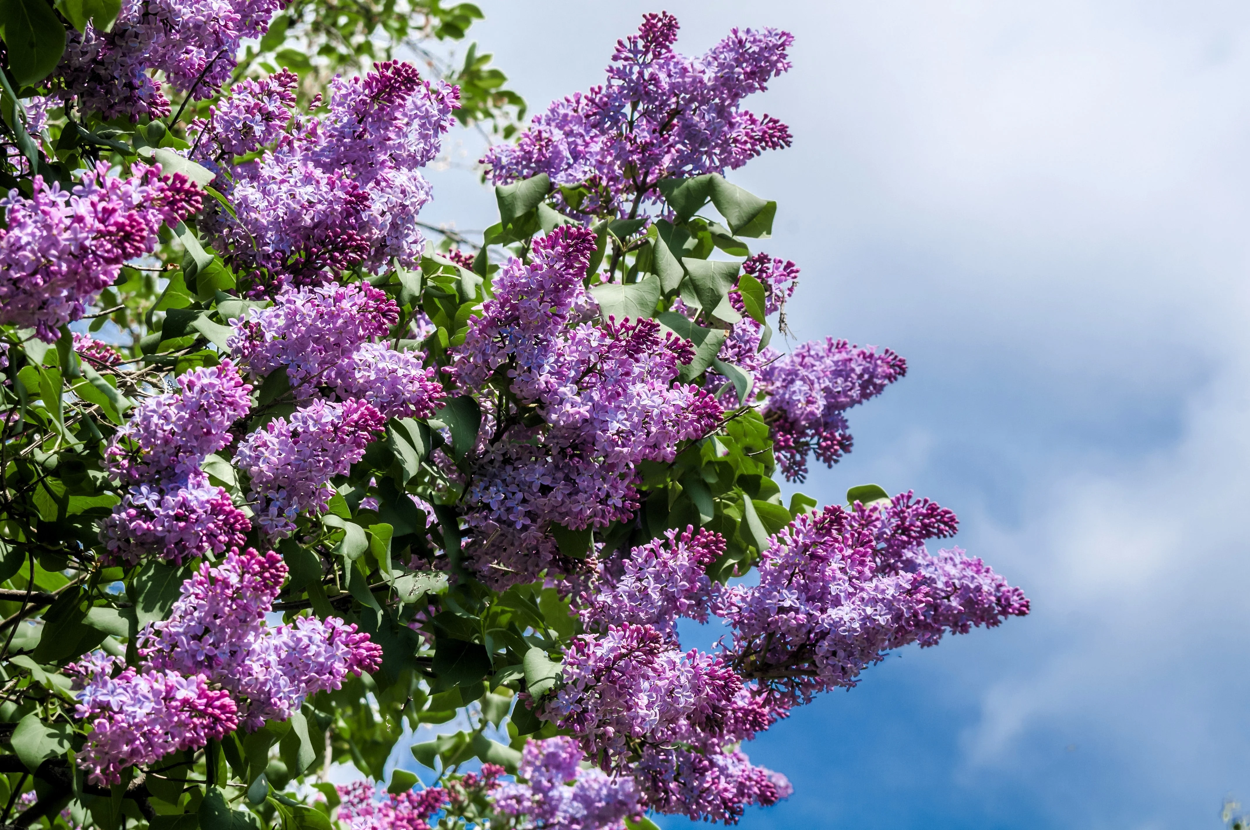 25 FRENCH / Old FASHIONED LILAC Syringa Vulgaris Flower Shrub Bush Seeds - Image 11