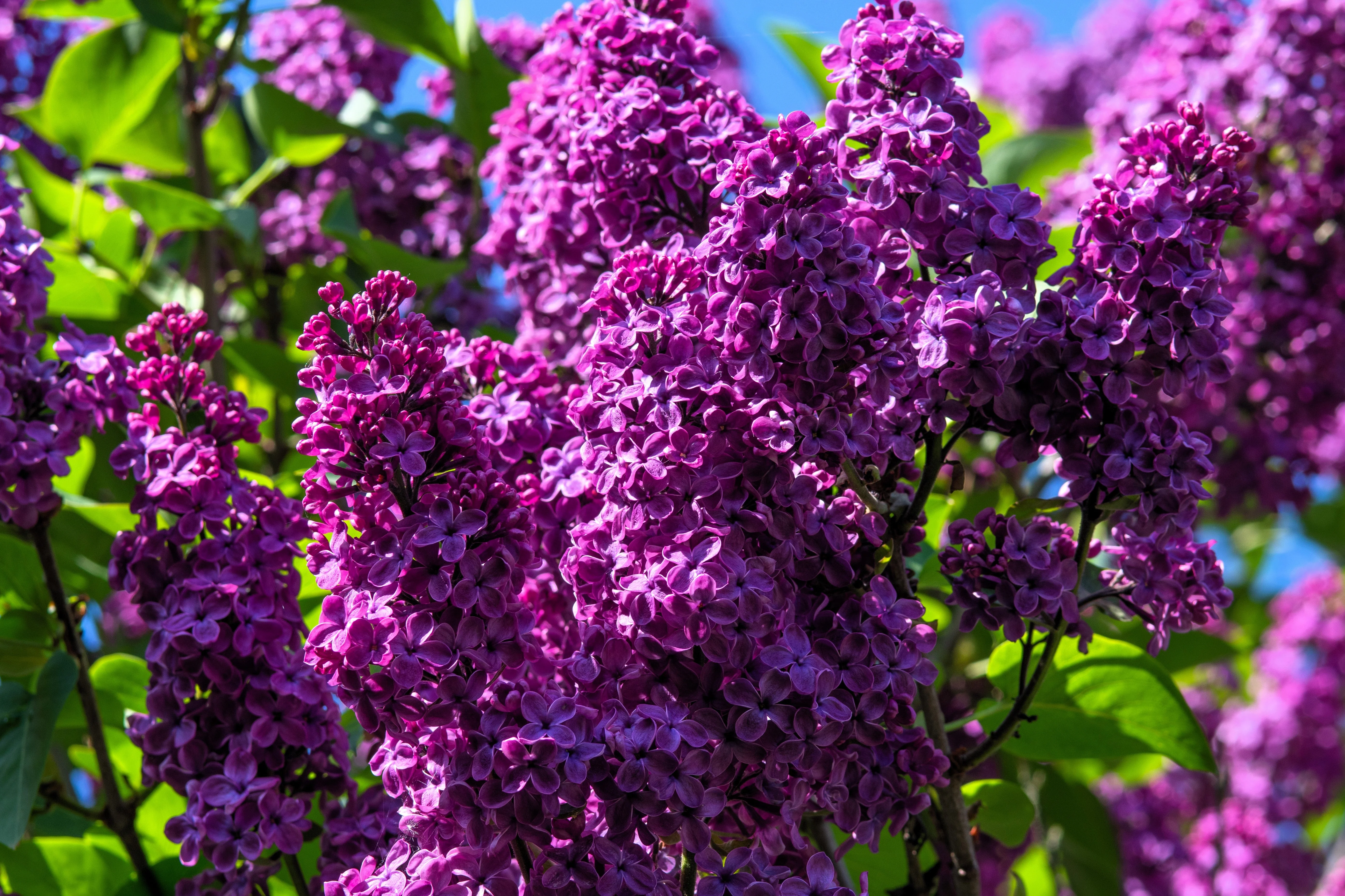 25 FRENCH / Old FASHIONED LILAC Syringa Vulgaris Flower Shrub Bush Seeds - Image 8