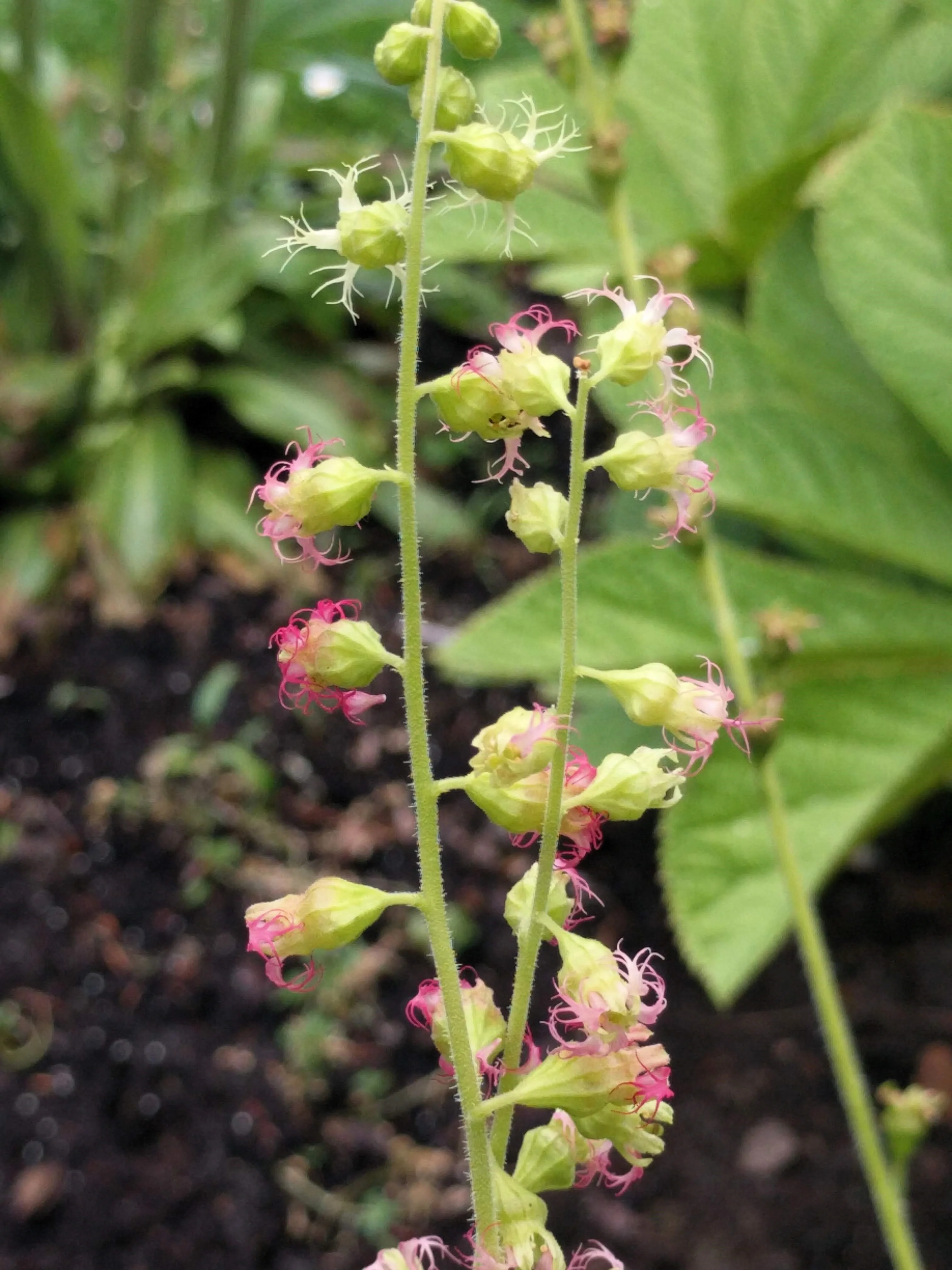 25 FRINGECUP Tellima Grandiflora Odorata Bigflower Fringe Cup Pink Flower Seeds - Image 3