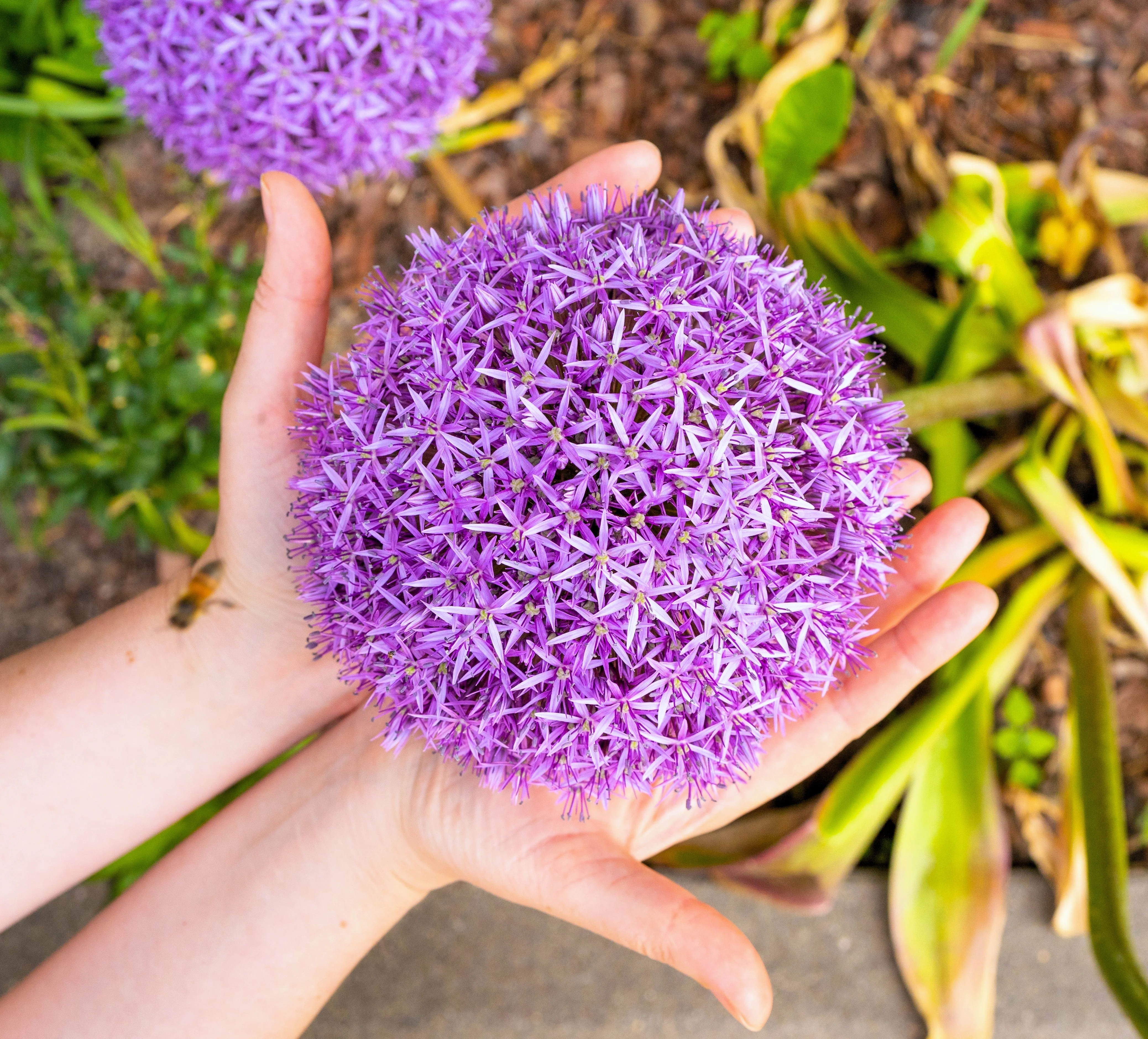 25 GIANT ALLIUM Allium Giganteum Purple Globe Flower Seeds - Image 10