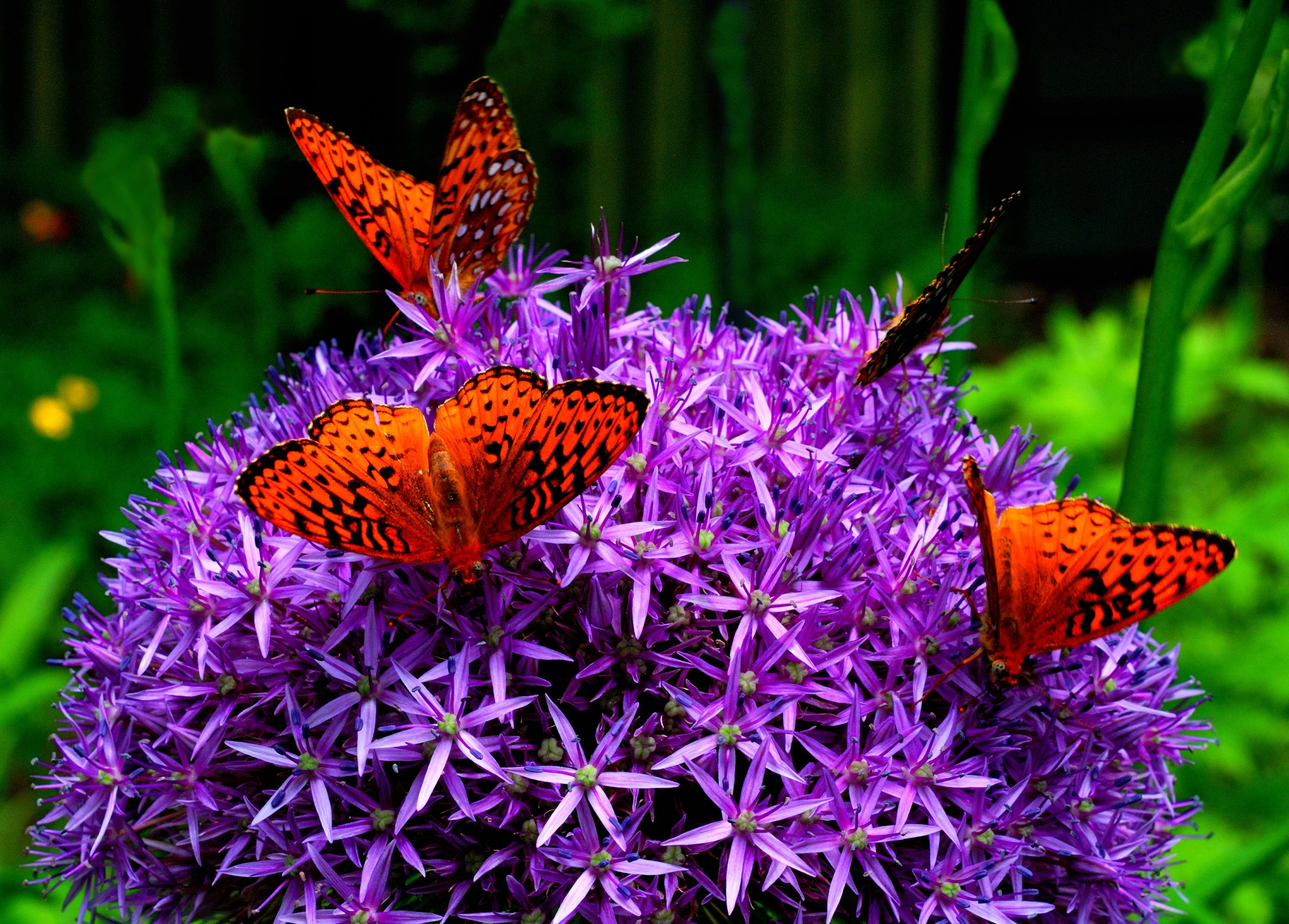25 GIANT ALLIUM Allium Giganteum Purple Globe Flower Seeds - Image 5