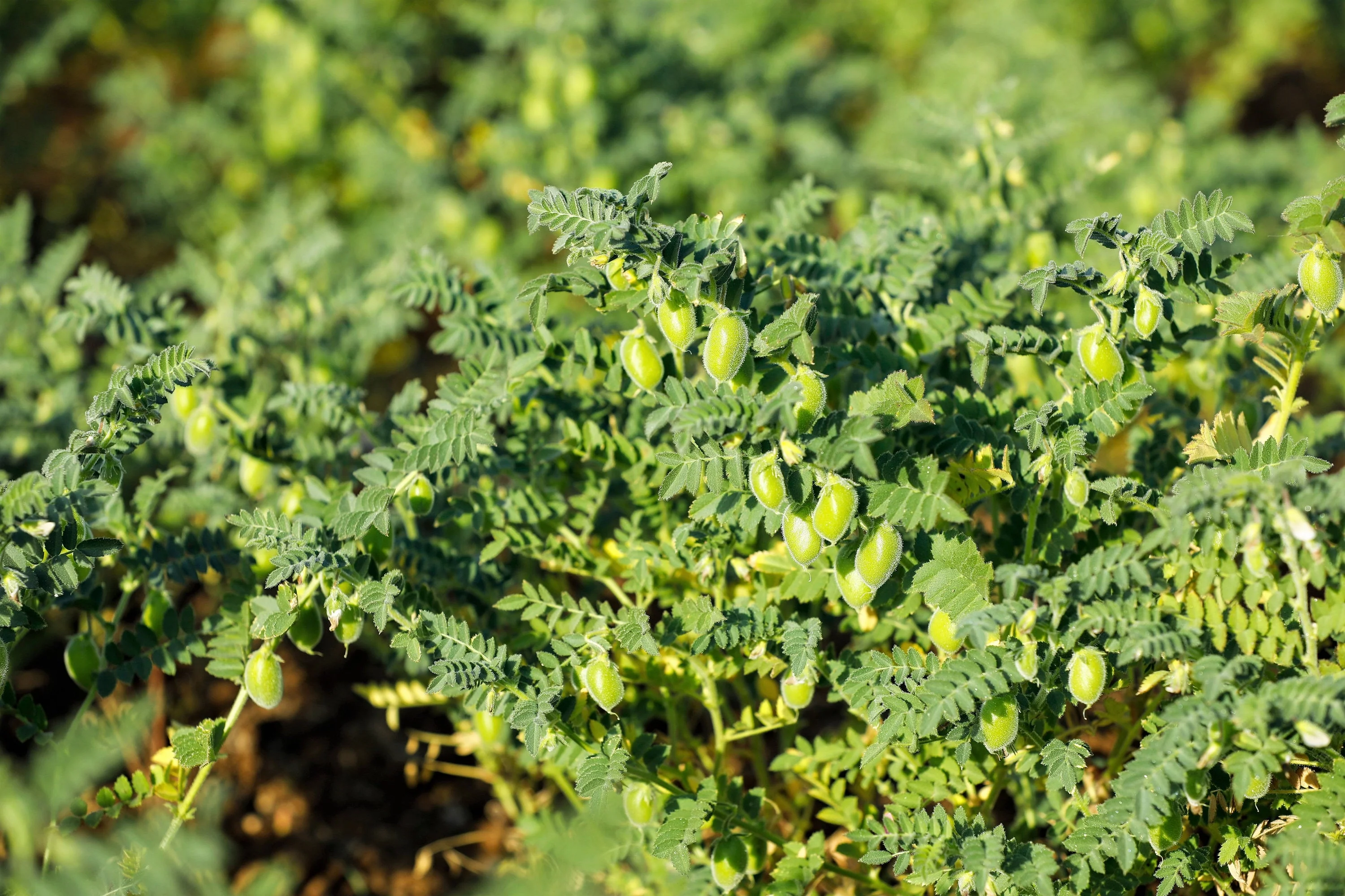 25 GREEN CHICK PEA Chickpea aka Garbanzo Bean Green Chana Cicer Arietinum Legume Vegetable Seeds - Image 3