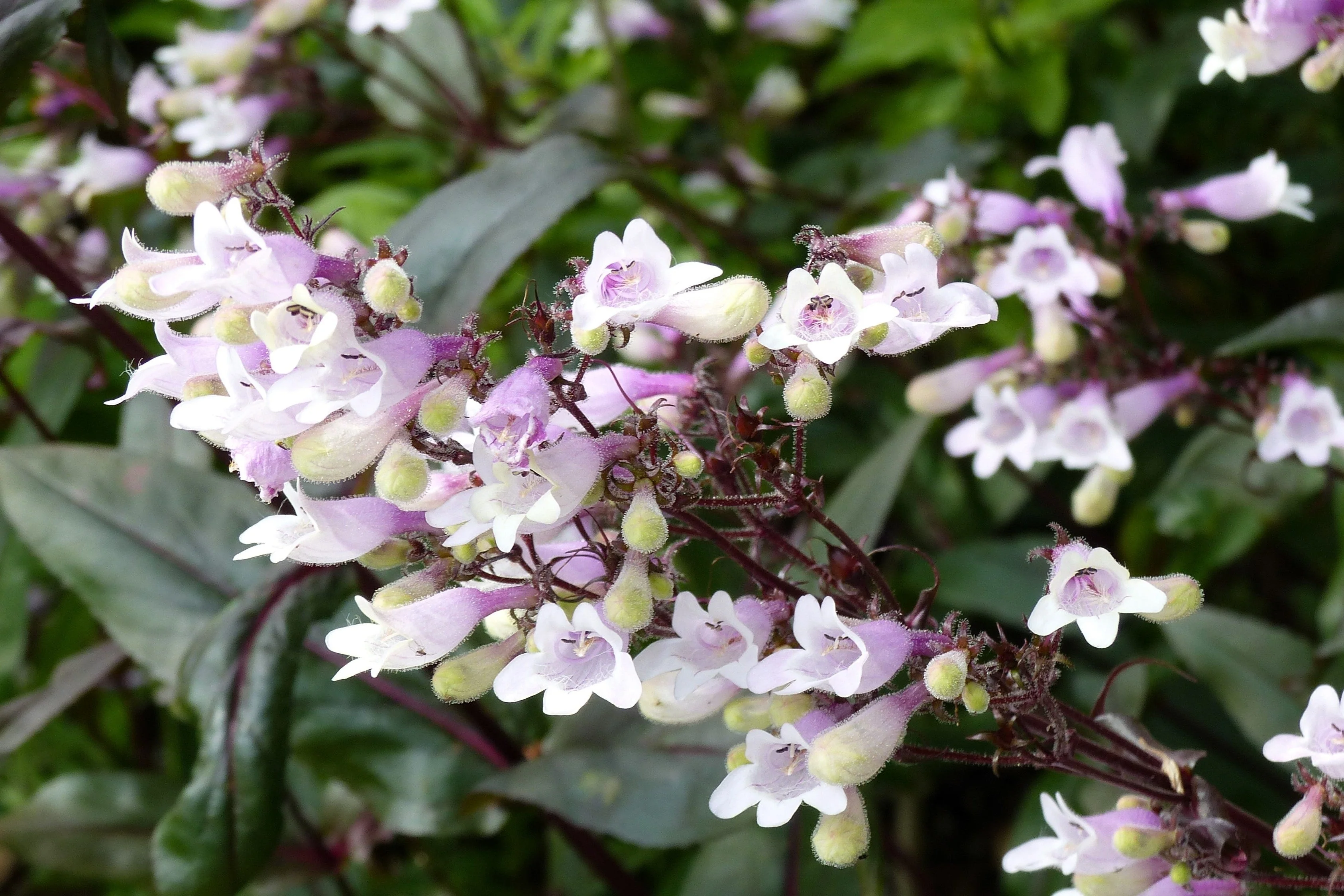 25 HUSKER RED PENSTEMON Digitalis Foxglove Beardtongue White Flower Seeds - Image 10