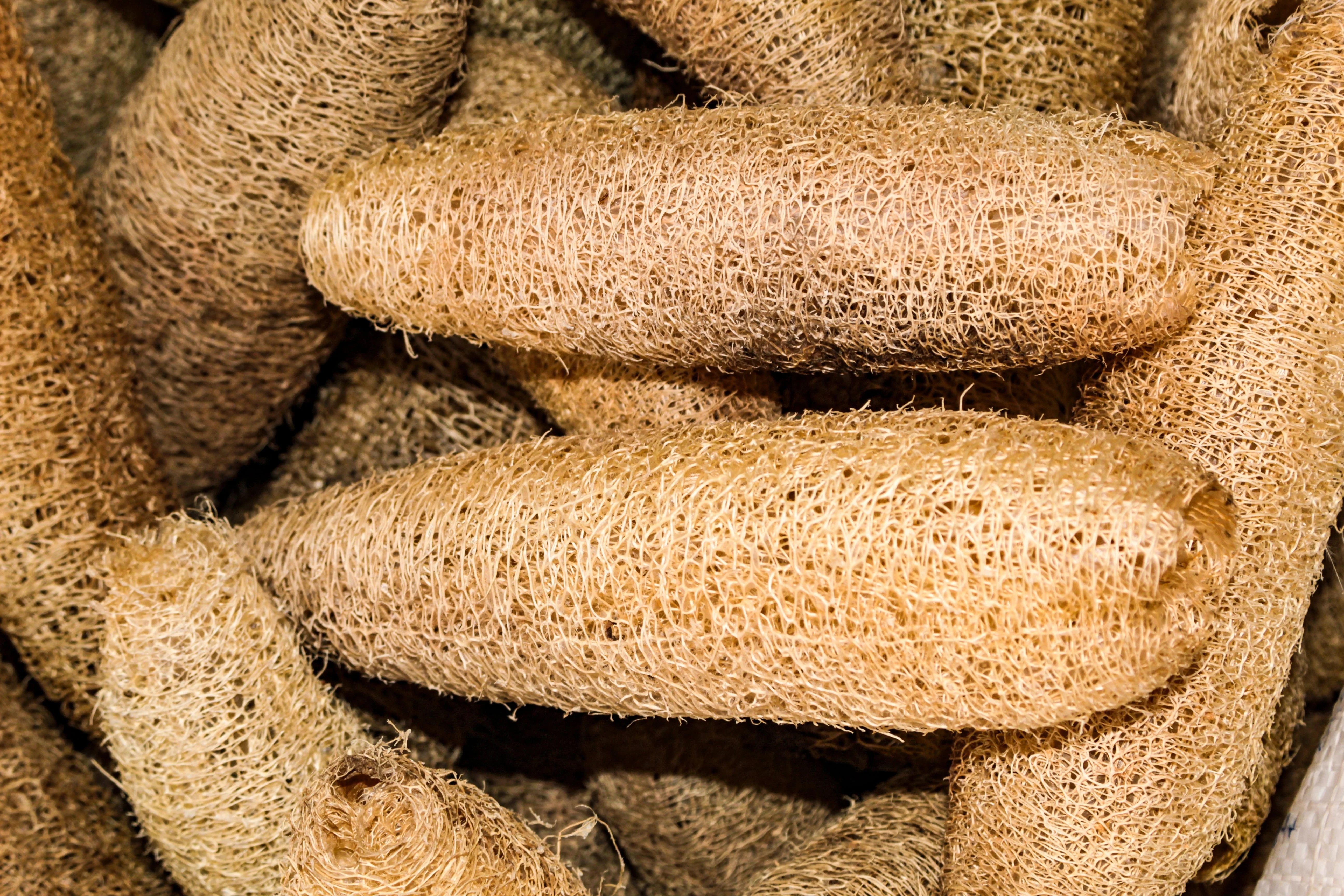 25 LUFFA SPONGE GOURD (Vegetable Sponge / Smooth Luffa / Sponge Loofa / Climbing Okra / Dishrag Gourd) Luffa Cylindrica Vine Seeds - Image 5