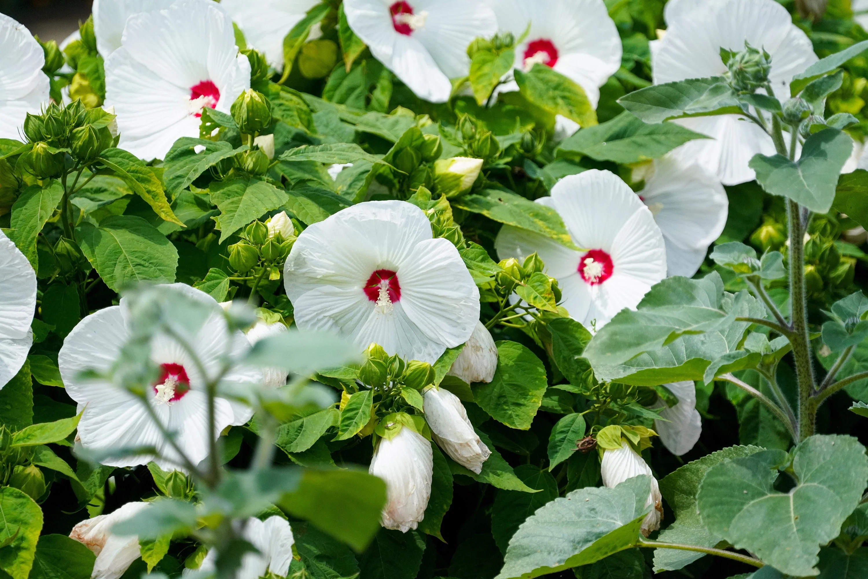 25 Luna WHITE HARDY HIBISCUS Hibiscus Moscheutos Flower Seeds - Image 2