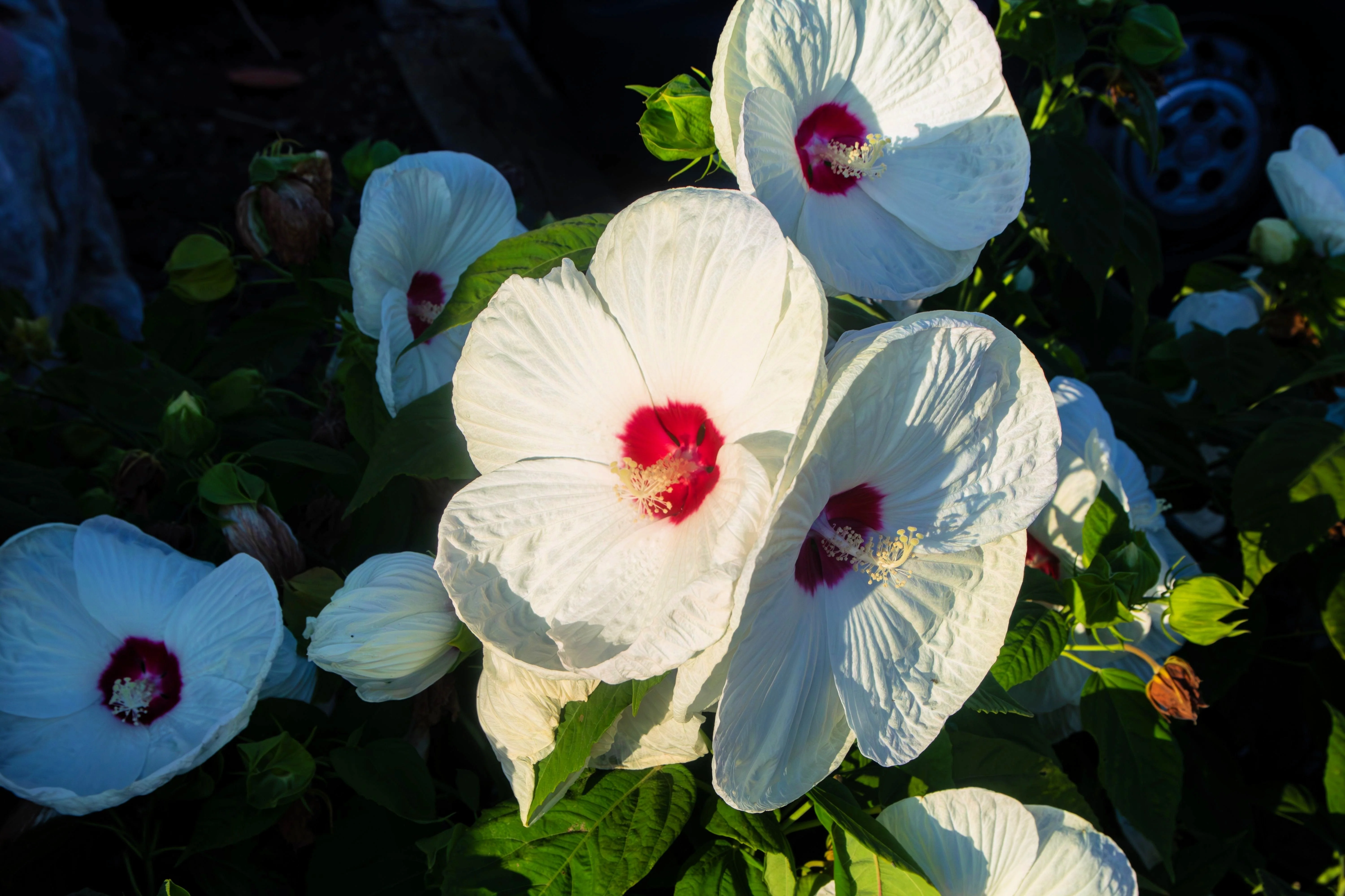 25 Luna WHITE HARDY HIBISCUS Hibiscus Moscheutos Flower Seeds - Image 7