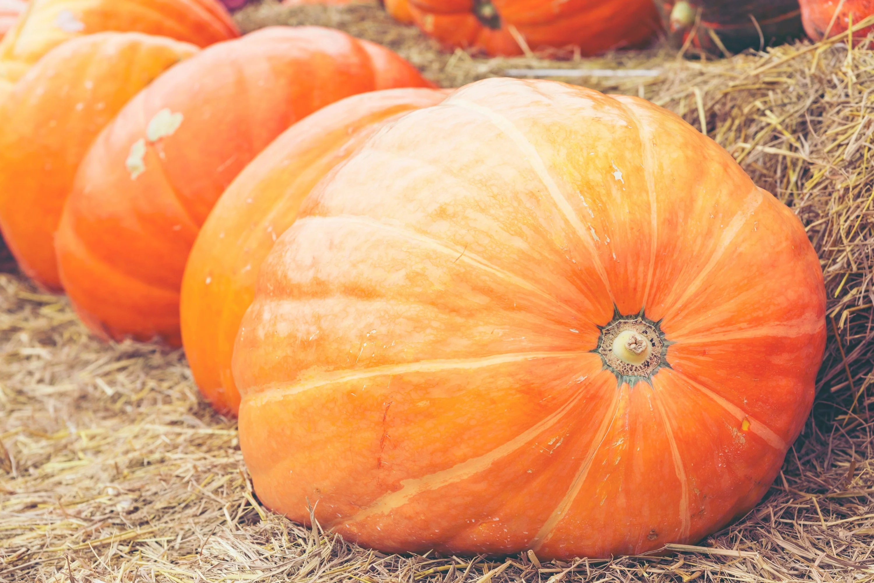 25 MAMMOTH GOLD PUMPKIN Cucurbita Maxima Carving Pie Vegetable Seeds - Image 2