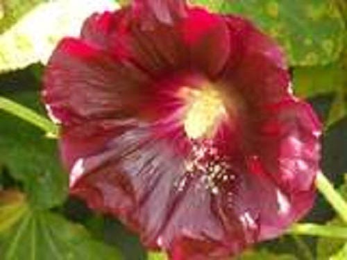 25 MAROON RED HOLLYHOCK Alcea Rosea Flower Seeds Perennial - Image 4