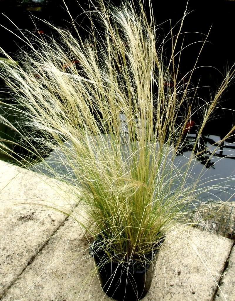 25 MEXICAN FEATHER GRASS Pony Tails Ornamental Stipa Tenuissima Seeds Wind Whisp - Image 2