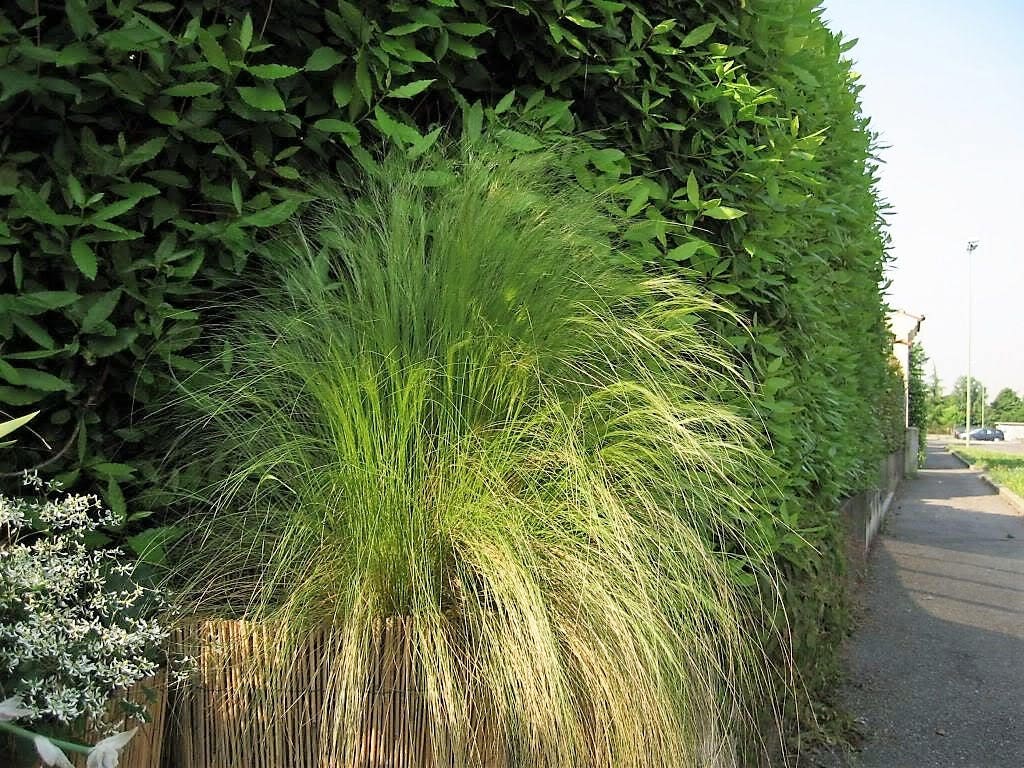 25 MEXICAN FEATHER GRASS Pony Tails Ornamental Stipa Tenuissima Seeds Wind Whisp - Image 6