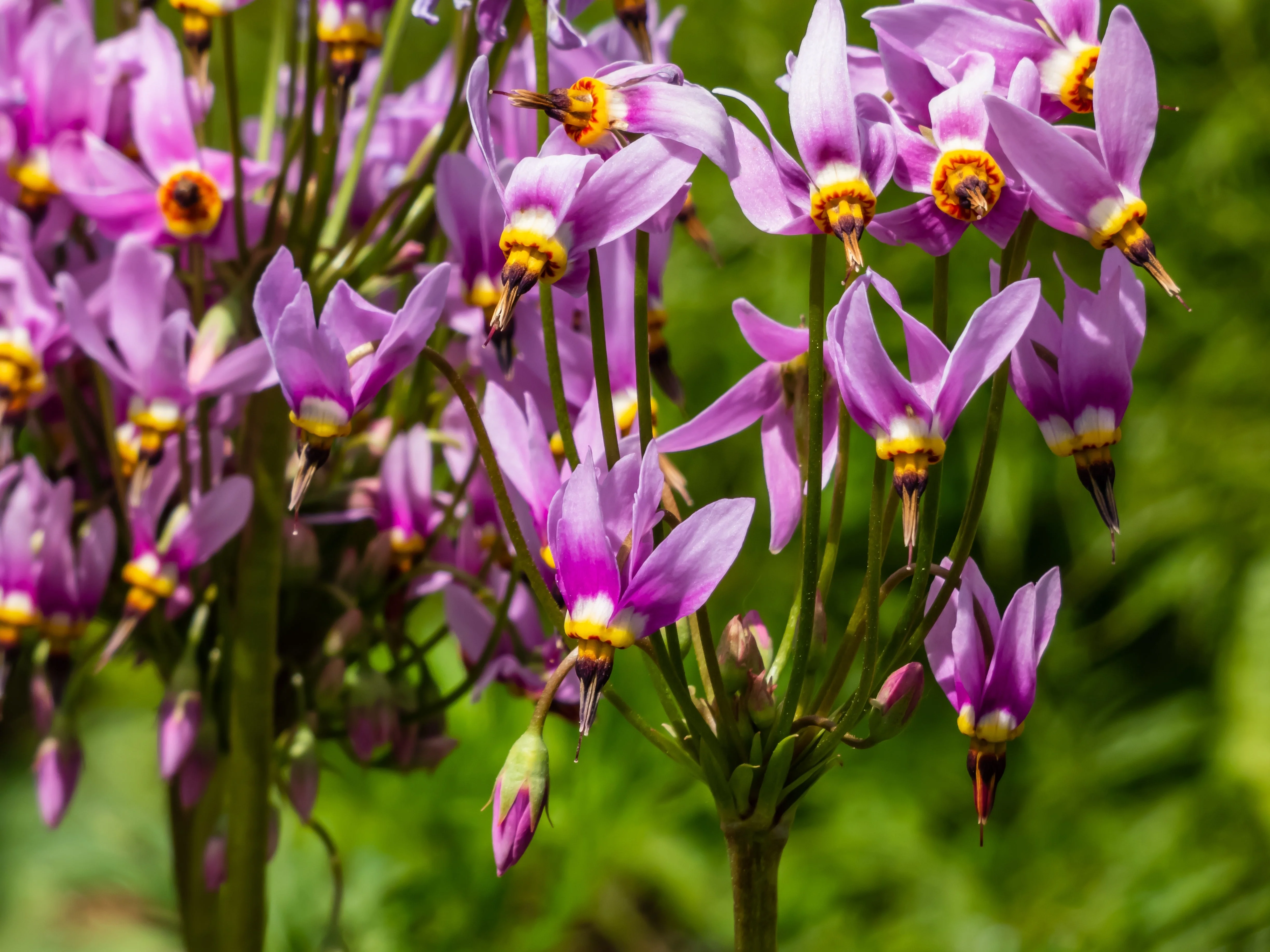 25 MIDLAND SHOOTING STAR (Flamingo Flower / Birds Bills / Prairie Pointer) Dodecatheon Meadia Flower Seeds - Image 5