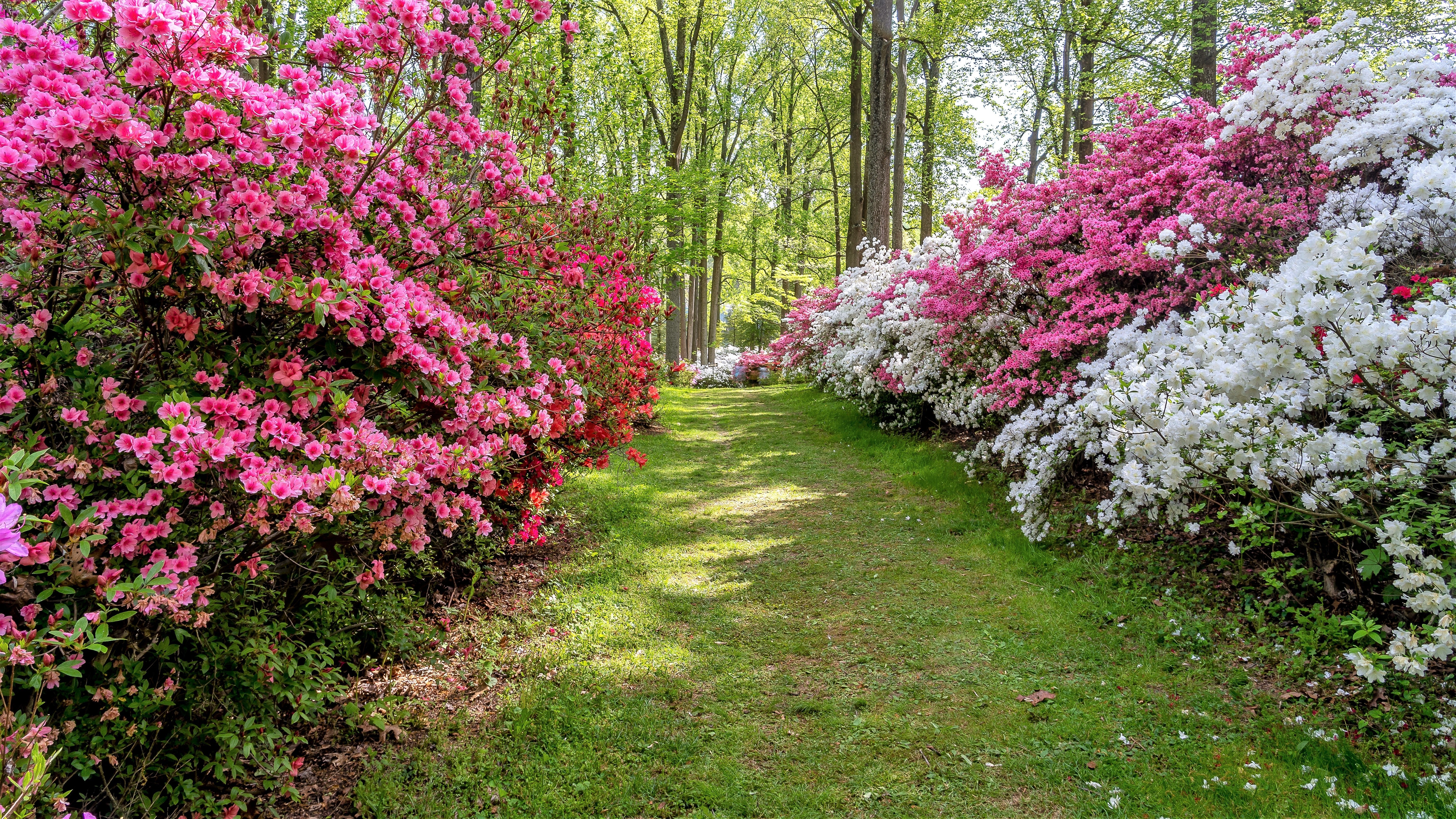 25 MIXED COLORS AZALEA Rhododendron spp. Red, Pink, Purple, White Flower Shade Bush Shrub Seeds - Image 10