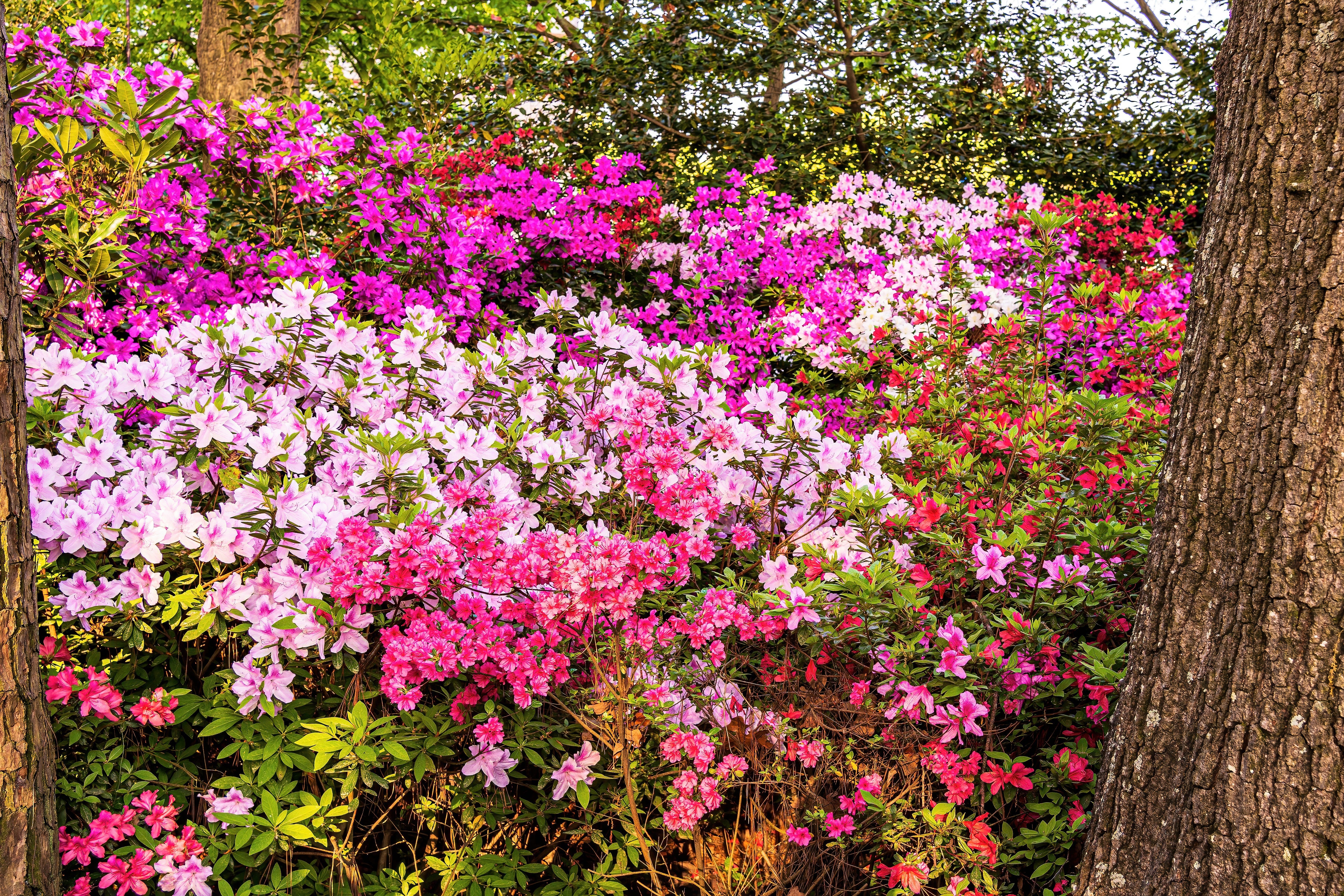 25 MIXED COLORS AZALEA Rhododendron spp. Red, Pink, Purple, White Flower Shade Bush Shrub Seeds - Image 3