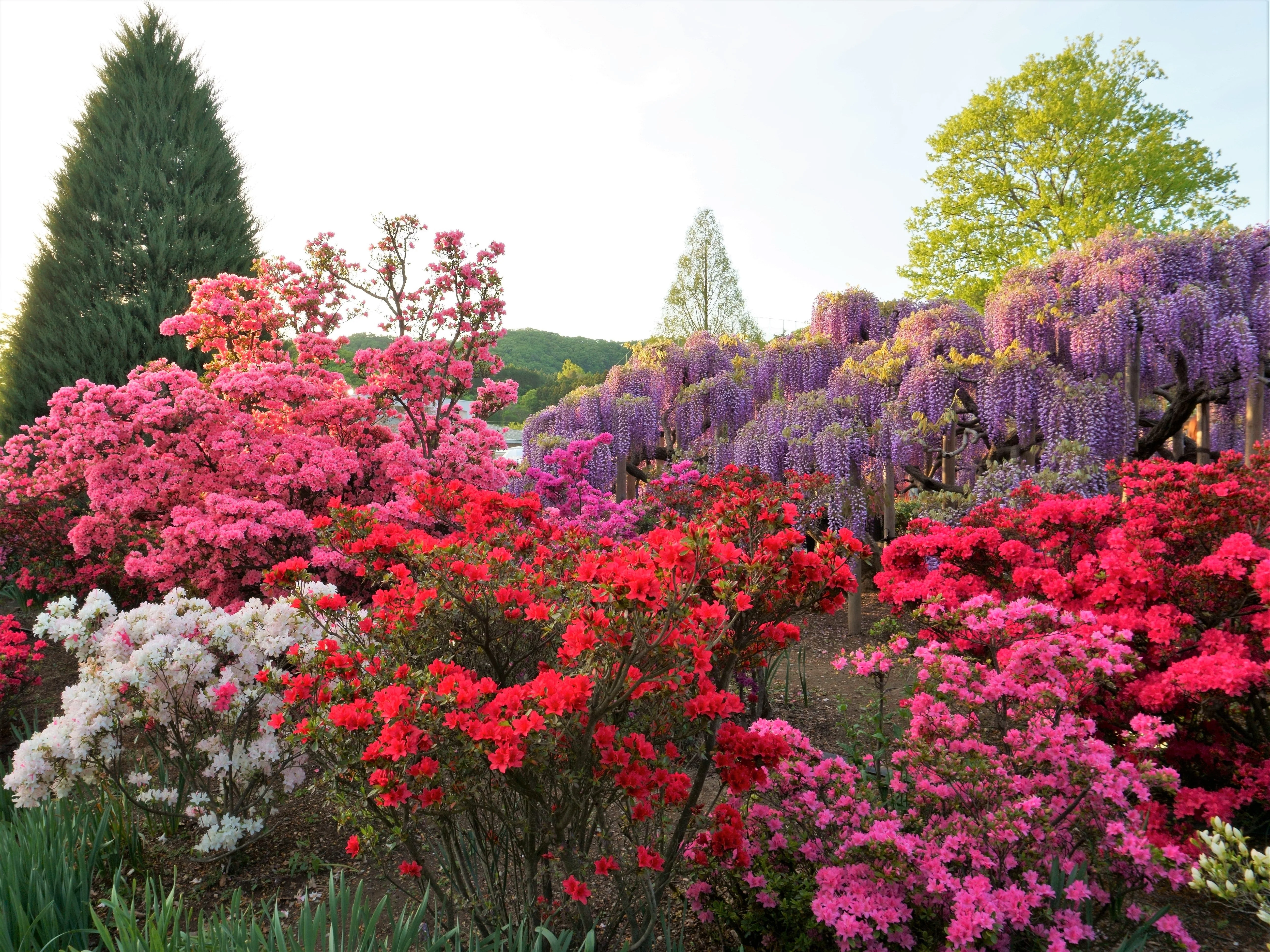 25 MIXED COLORS AZALEA Rhododendron spp. Red, Pink, Purple, White Flower Shade Bush Shrub Seeds - Image 5