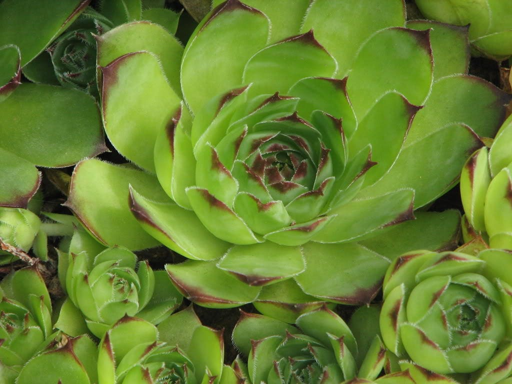 25 MIXED HENS & CHICKS Chickens Succulent (Live Forever) Sempervivum Flower Seeds - Image 2