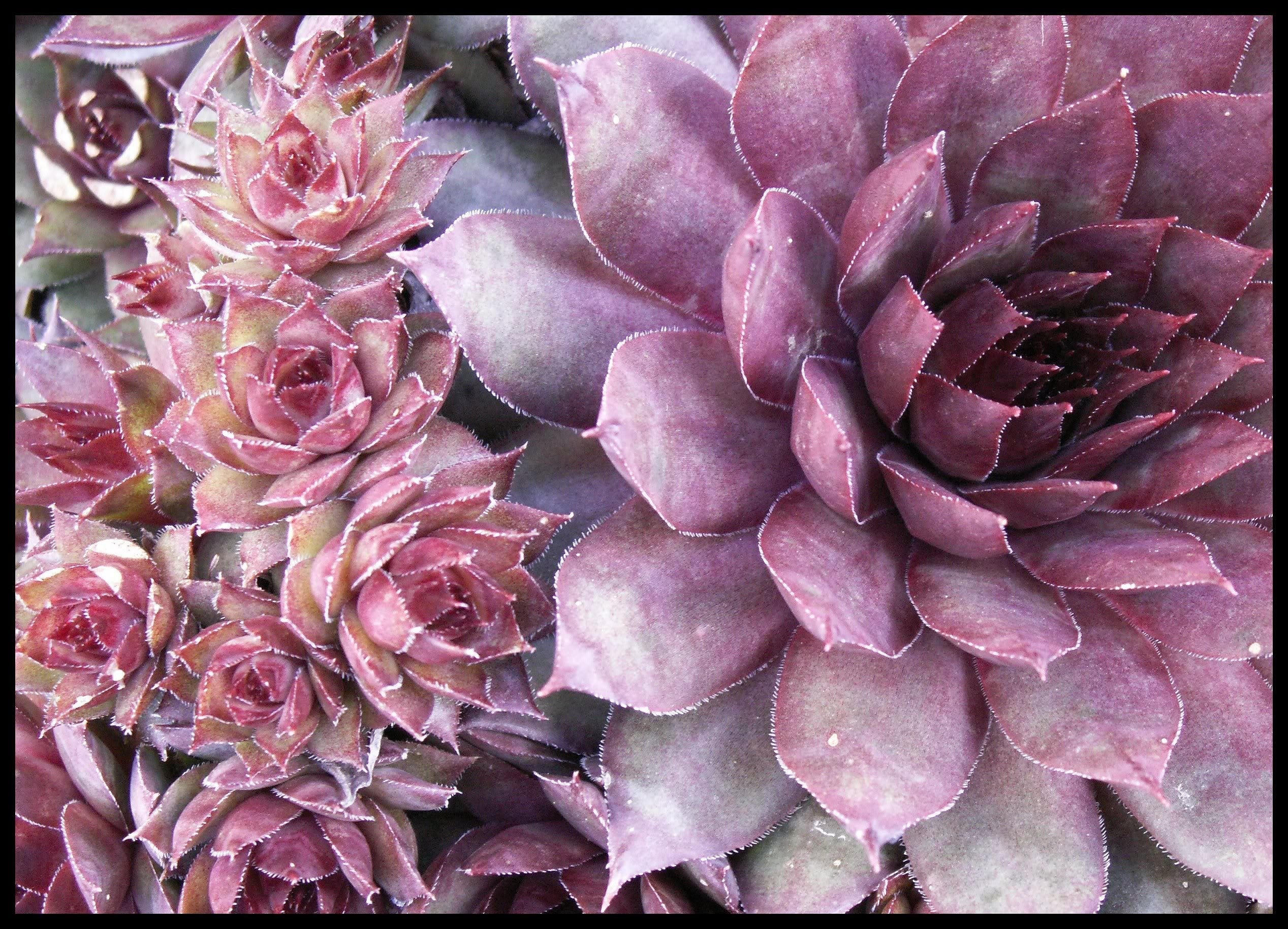 25 MIXED HENS & CHICKS Chickens Succulent (Live Forever) Sempervivum Flower Seeds - Image 3