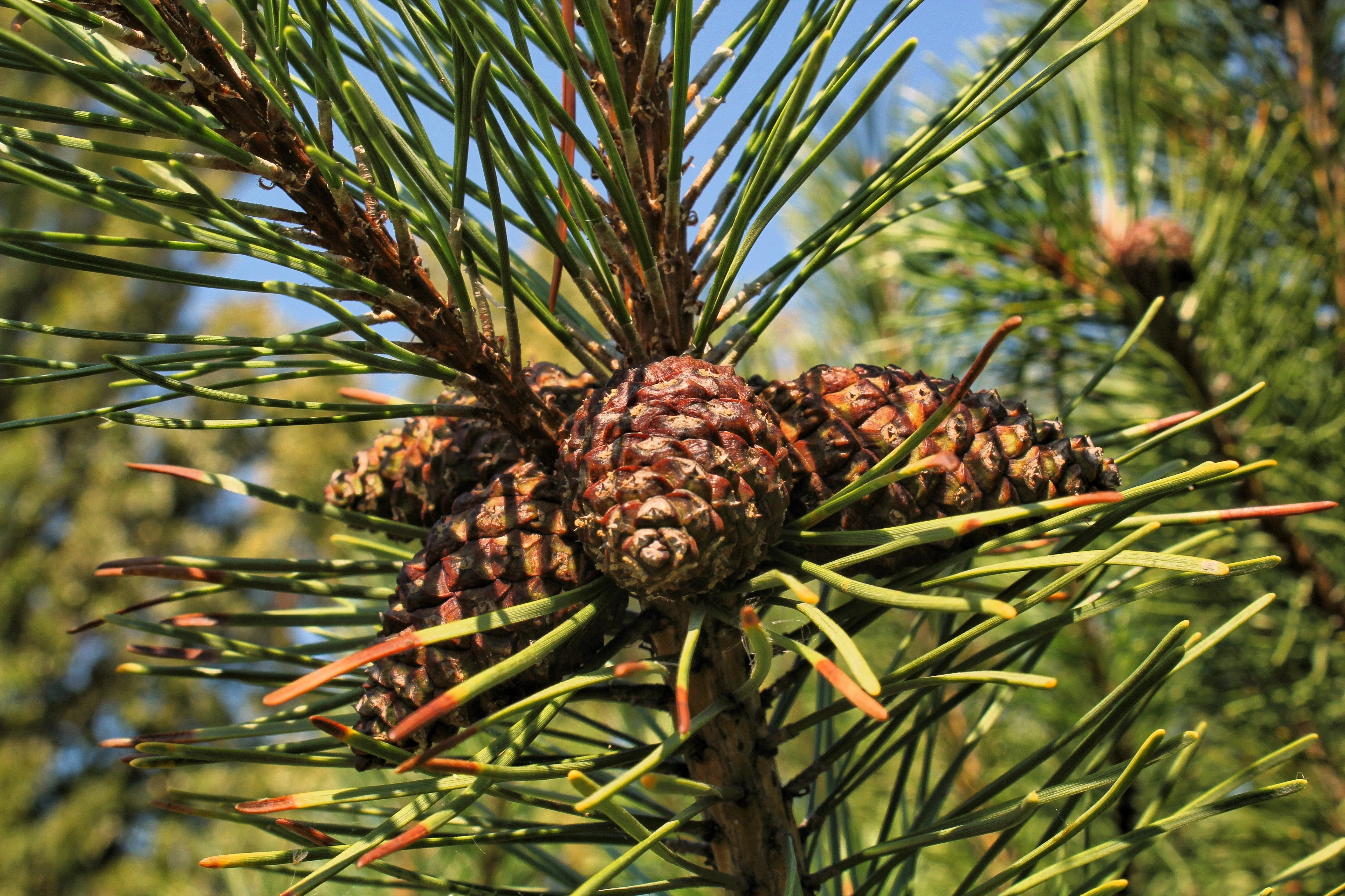 25 MUGO PINE Dwarf Evergreen Pinus Pumilio Shrub Seeds - Image 9