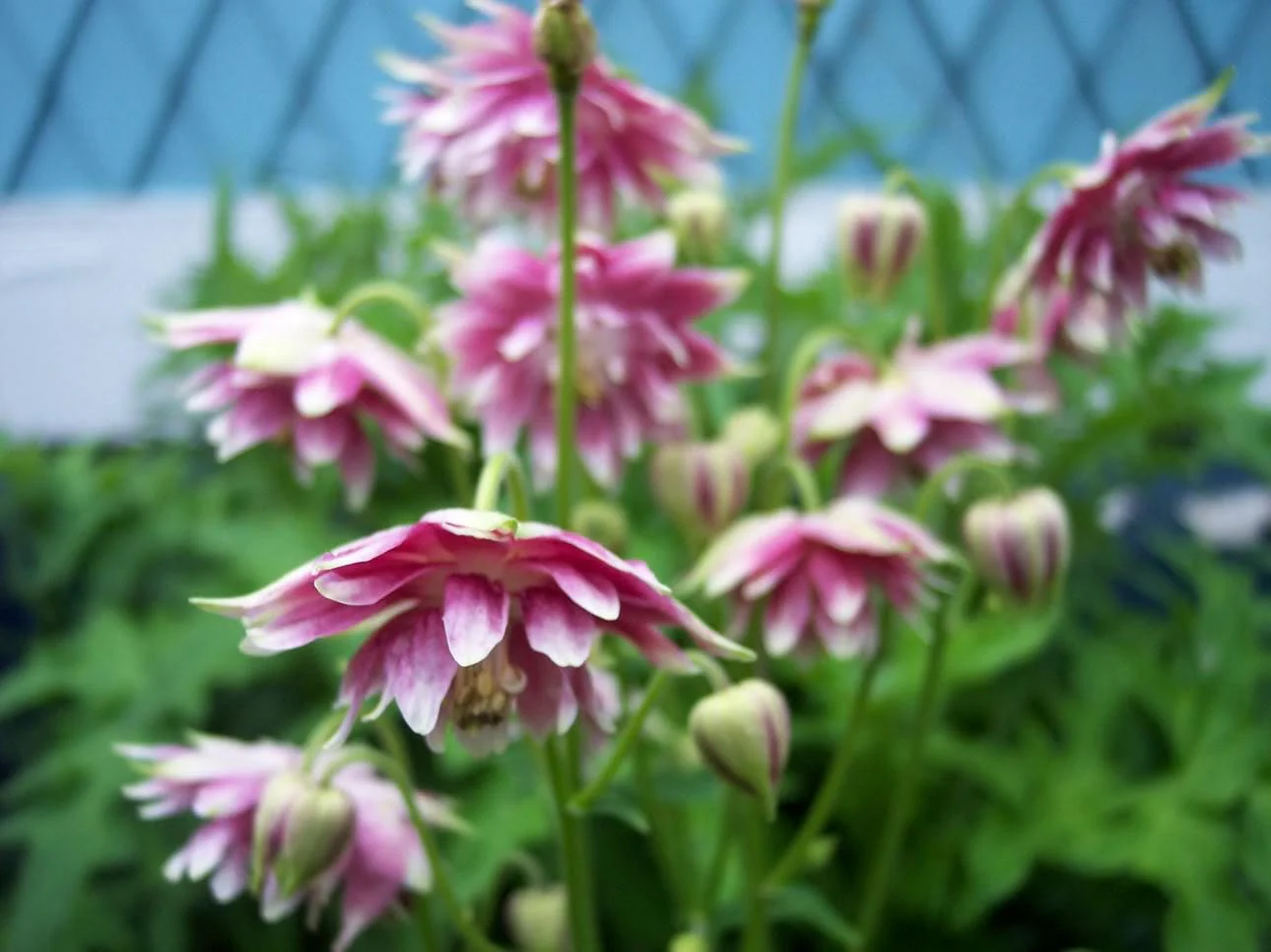 25 NORA BARLOW Pink COLUMBINE Aquilegia Caerulea Flower Seeds - Image 3