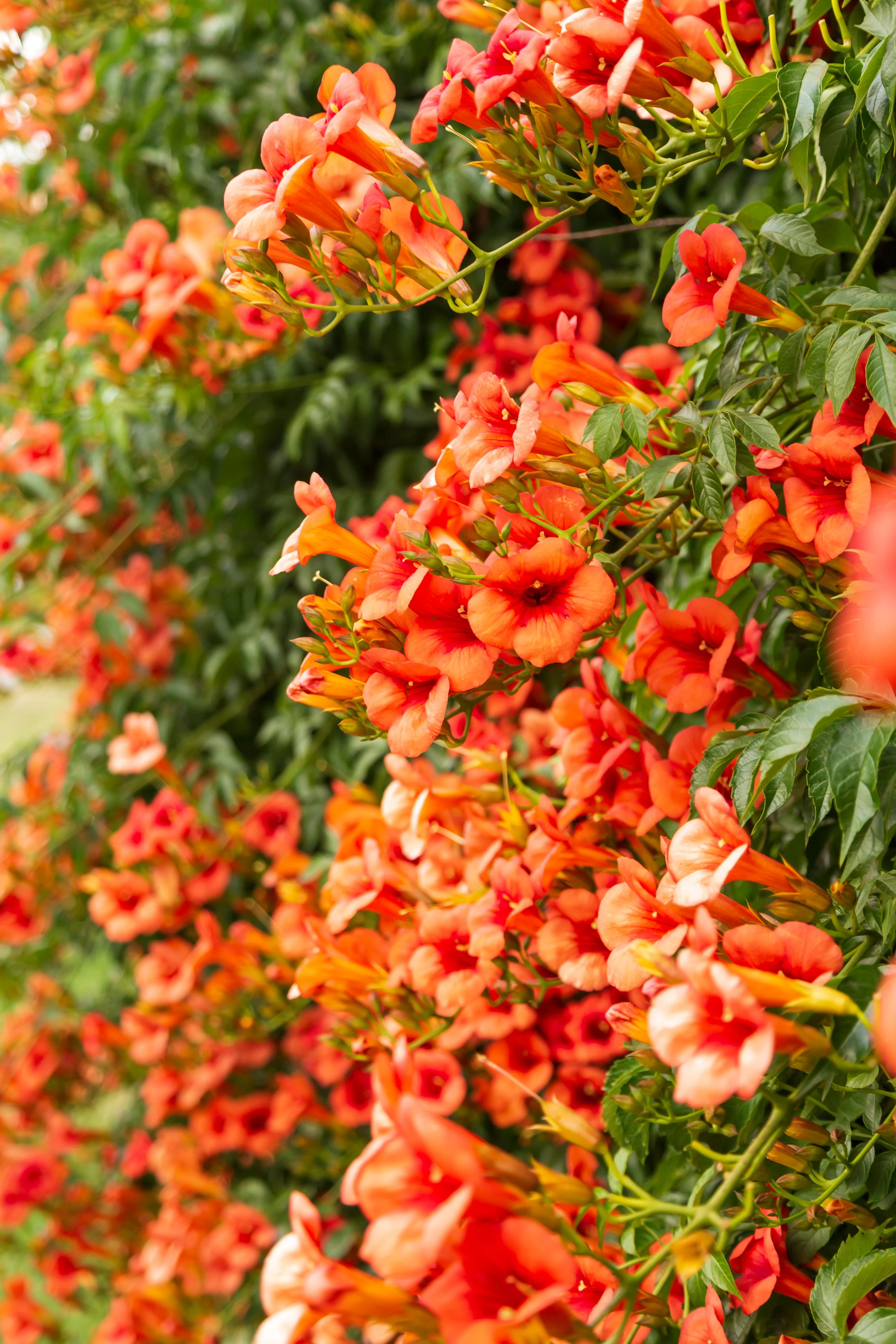 25 Orange HUMMINGBIRD TRUMPET CREEPER Campsis Radicans Vine Flower Seeds - Image 2