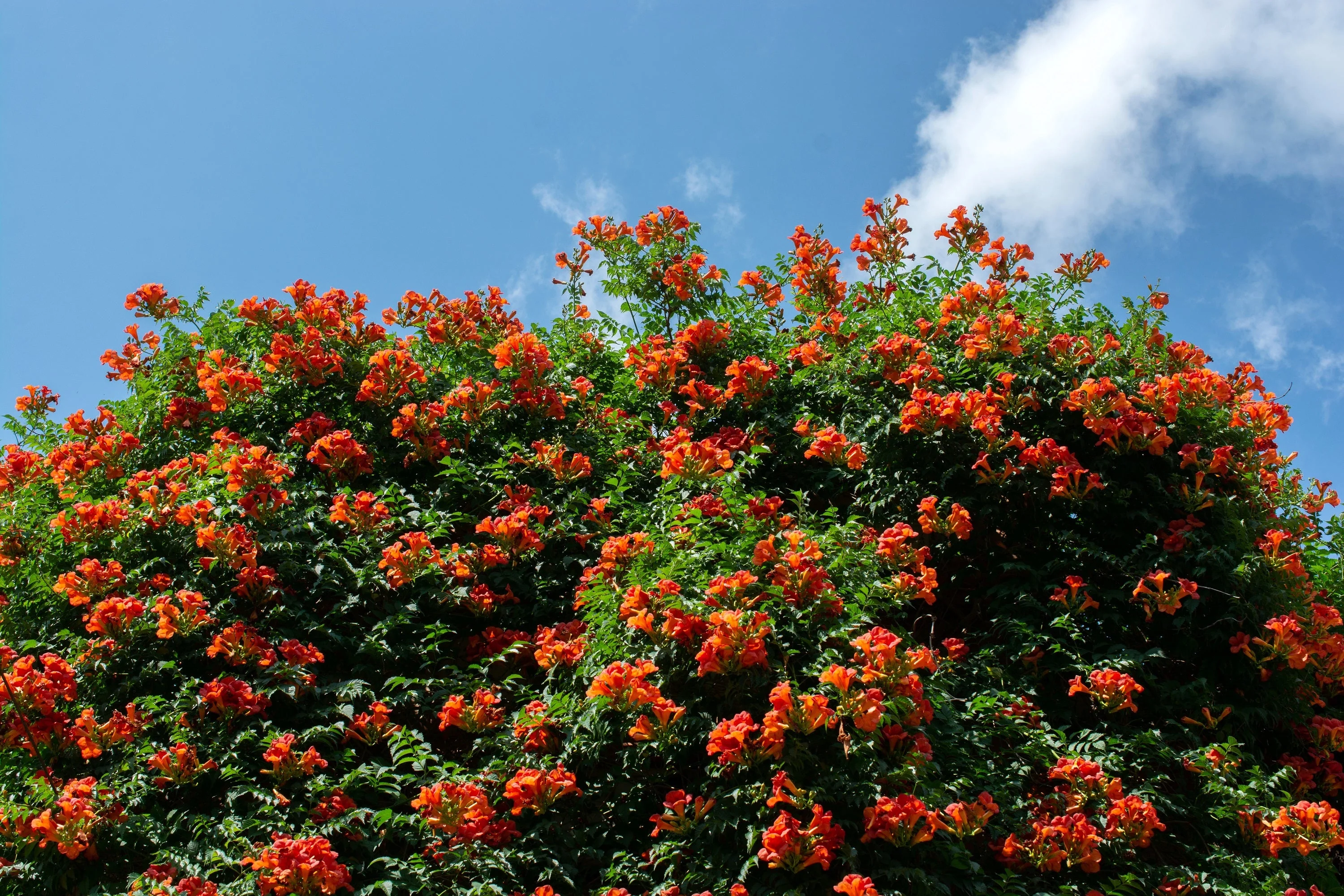 25 Orange HUMMINGBIRD TRUMPET CREEPER Campsis Radicans Vine Flower Seeds - Image 6